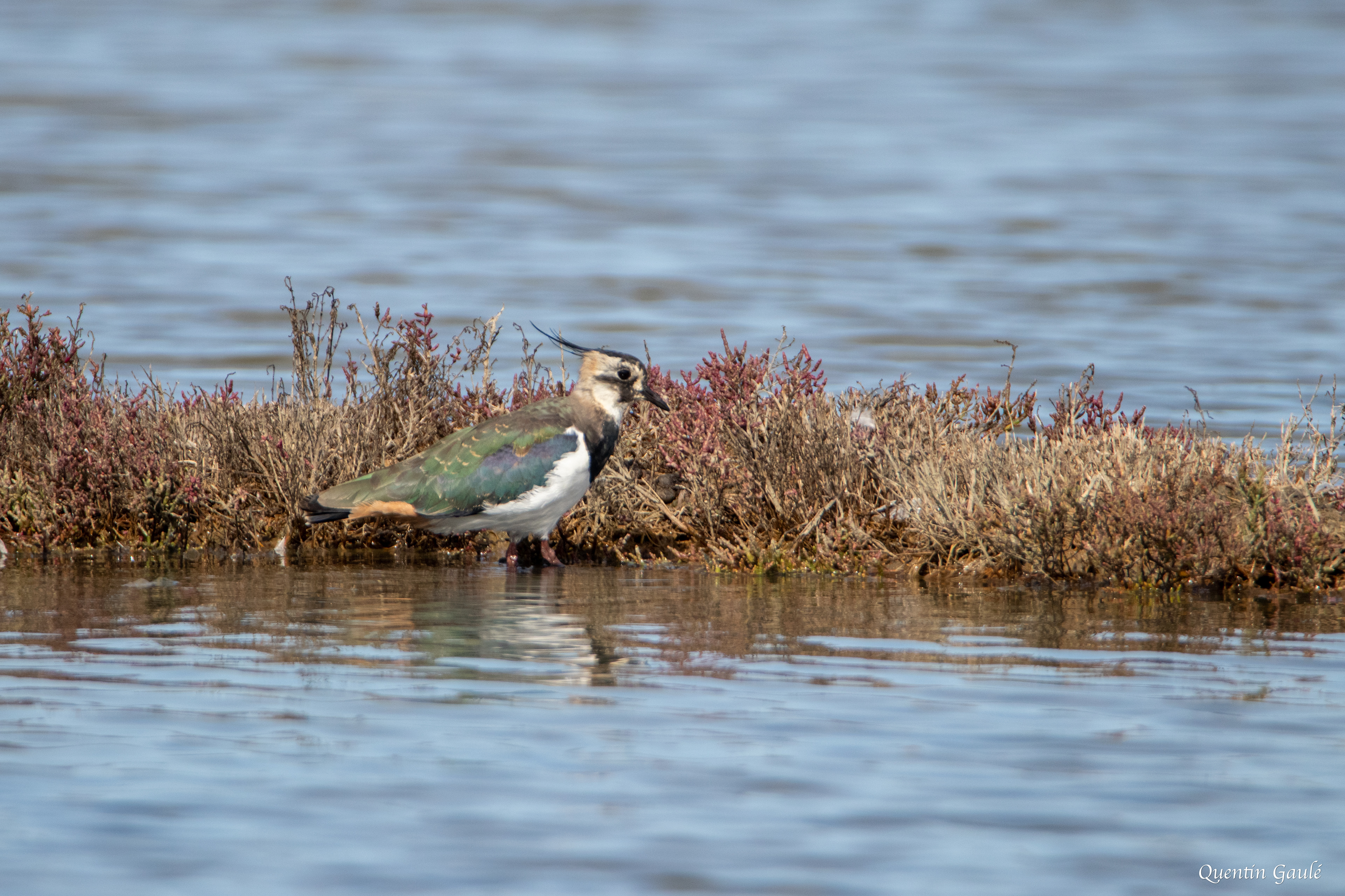 Vanneau huppé (Vanellus vanellus) - Réserve ornithologique du Teich (33)