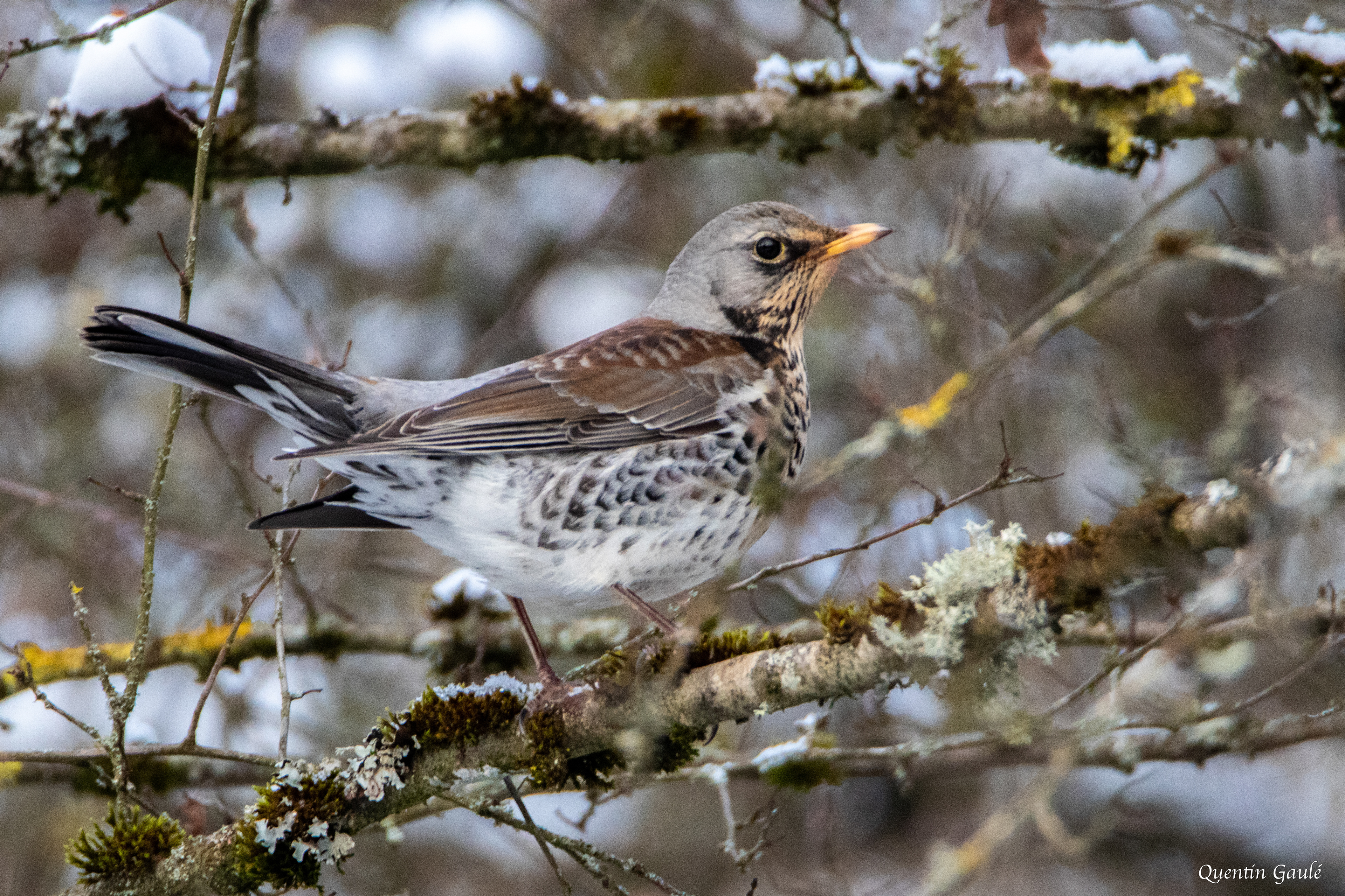 Grive litorne (Turdus pilaris) - Changey (52)