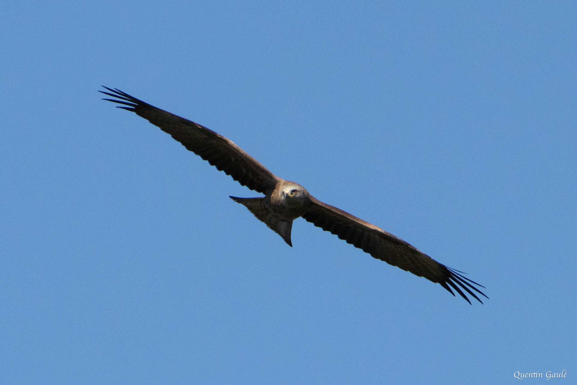 Milan noir (Milvus migrans) - Peigney, Haute-Marne (52)