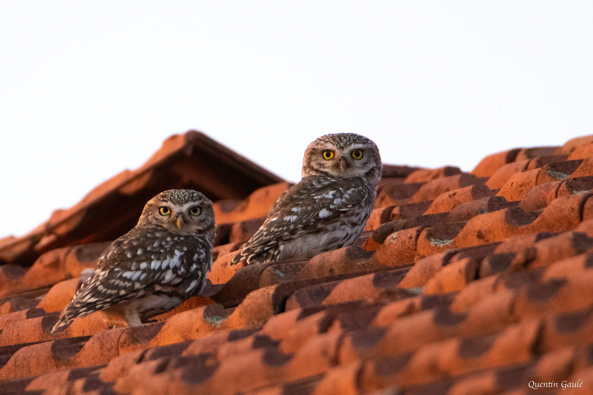 Chevêche d'Athéna (Athene noctua) - Coupray, Haute-Marne (52)