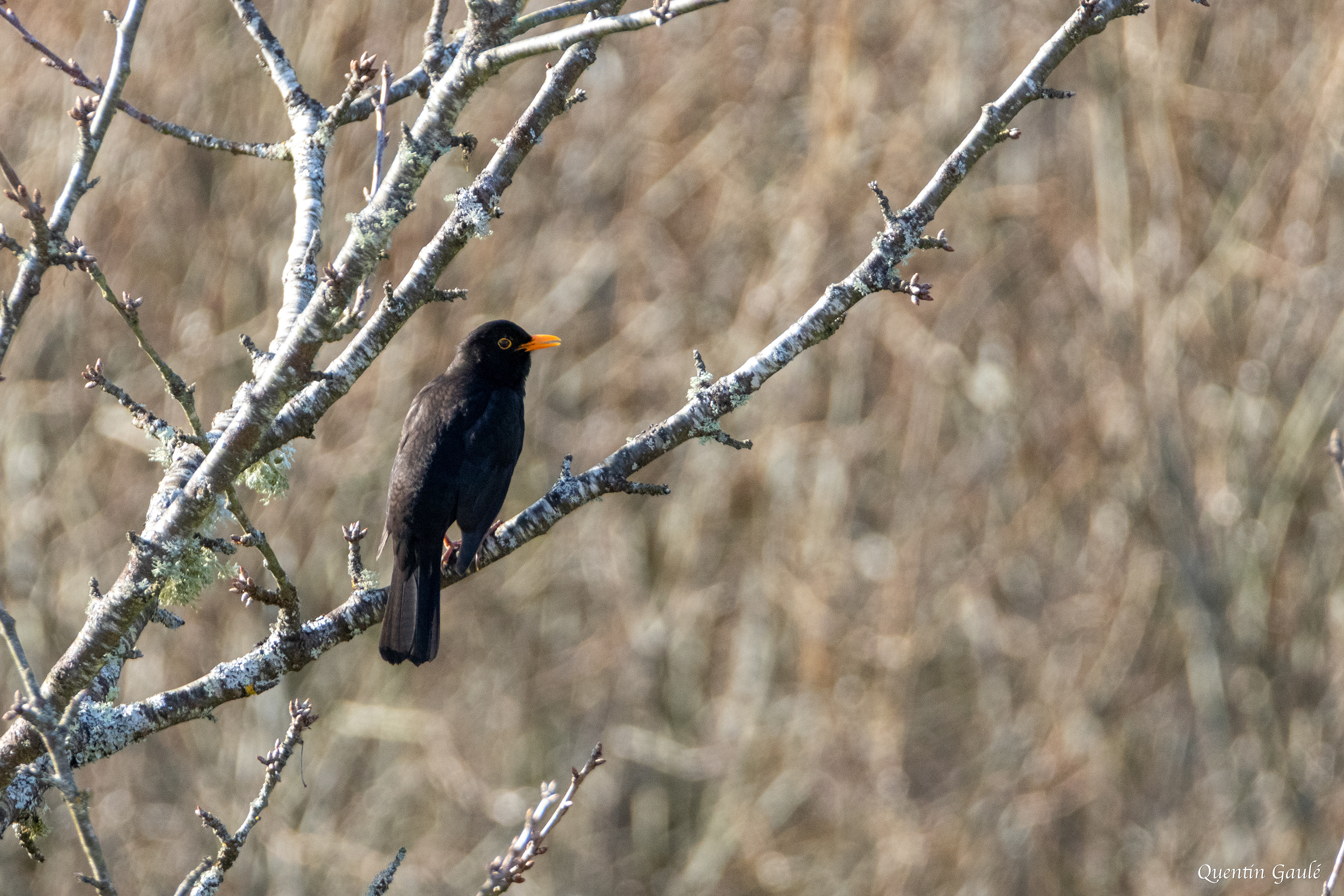 Merle noir (Turdus merula) - Bessines-sur-Gartempe, Haute-Vienne (87)