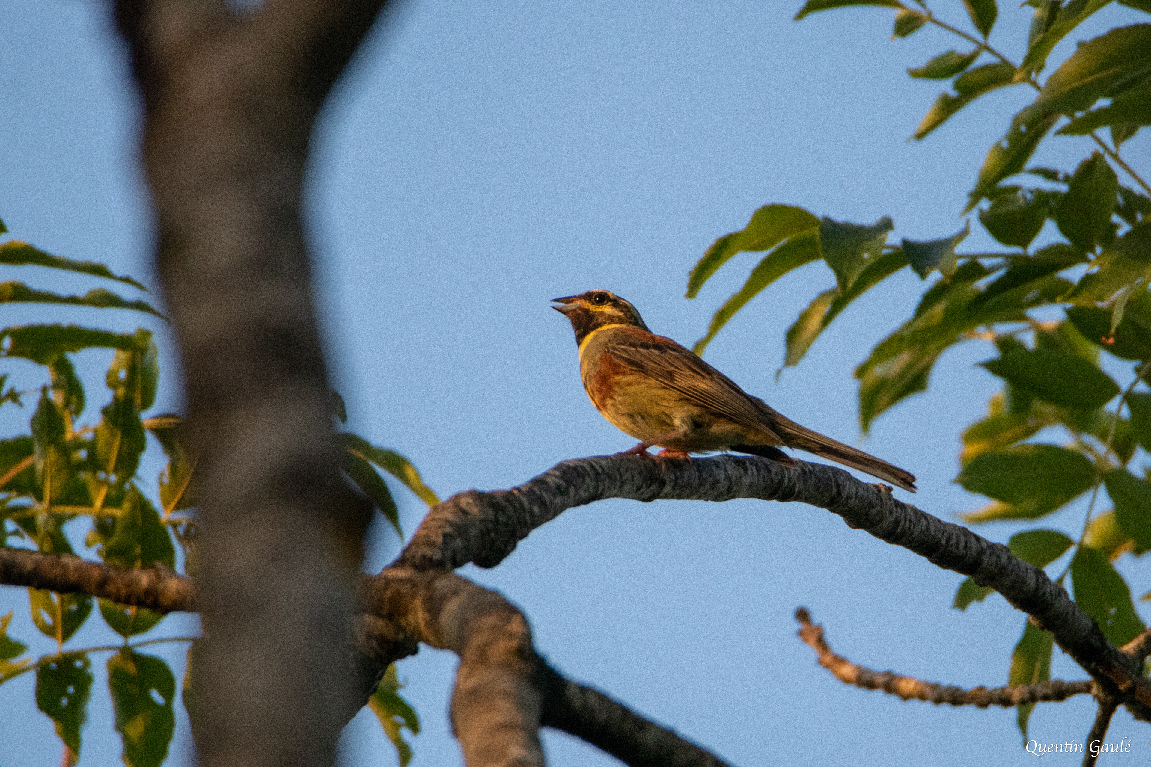 Bruant zizi (Emberiza cirlus) - Saint-Laurent-la-Roche, Jura (39)