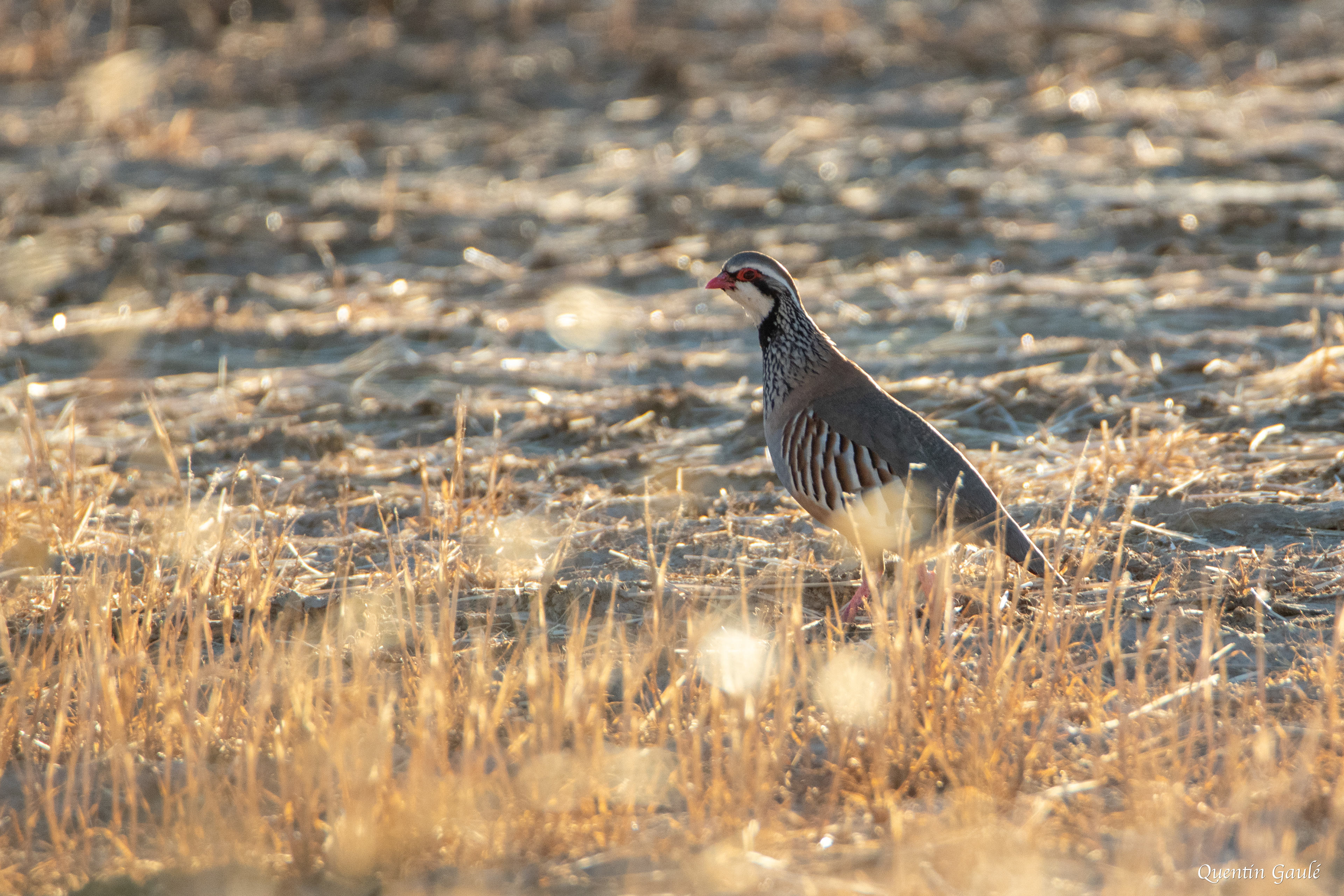 Perdrix rouge (Alectoris rufa) - Parc Naturel des Bardenas Reales, Navarre (Espagne)