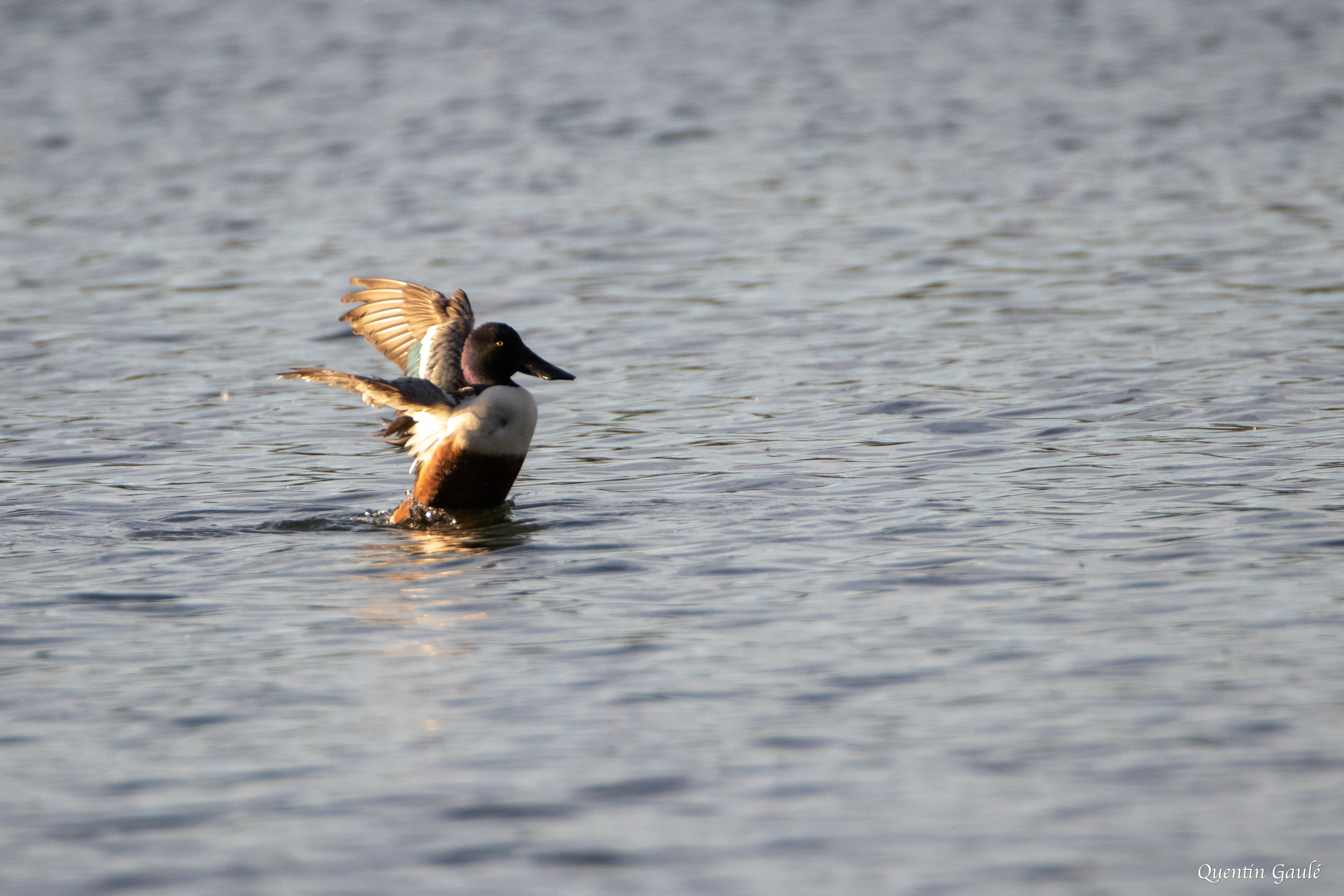 Canard souchet (Spatula clypeata) - Lac d'Orthez, Pyrénées-Atlantiques (64)