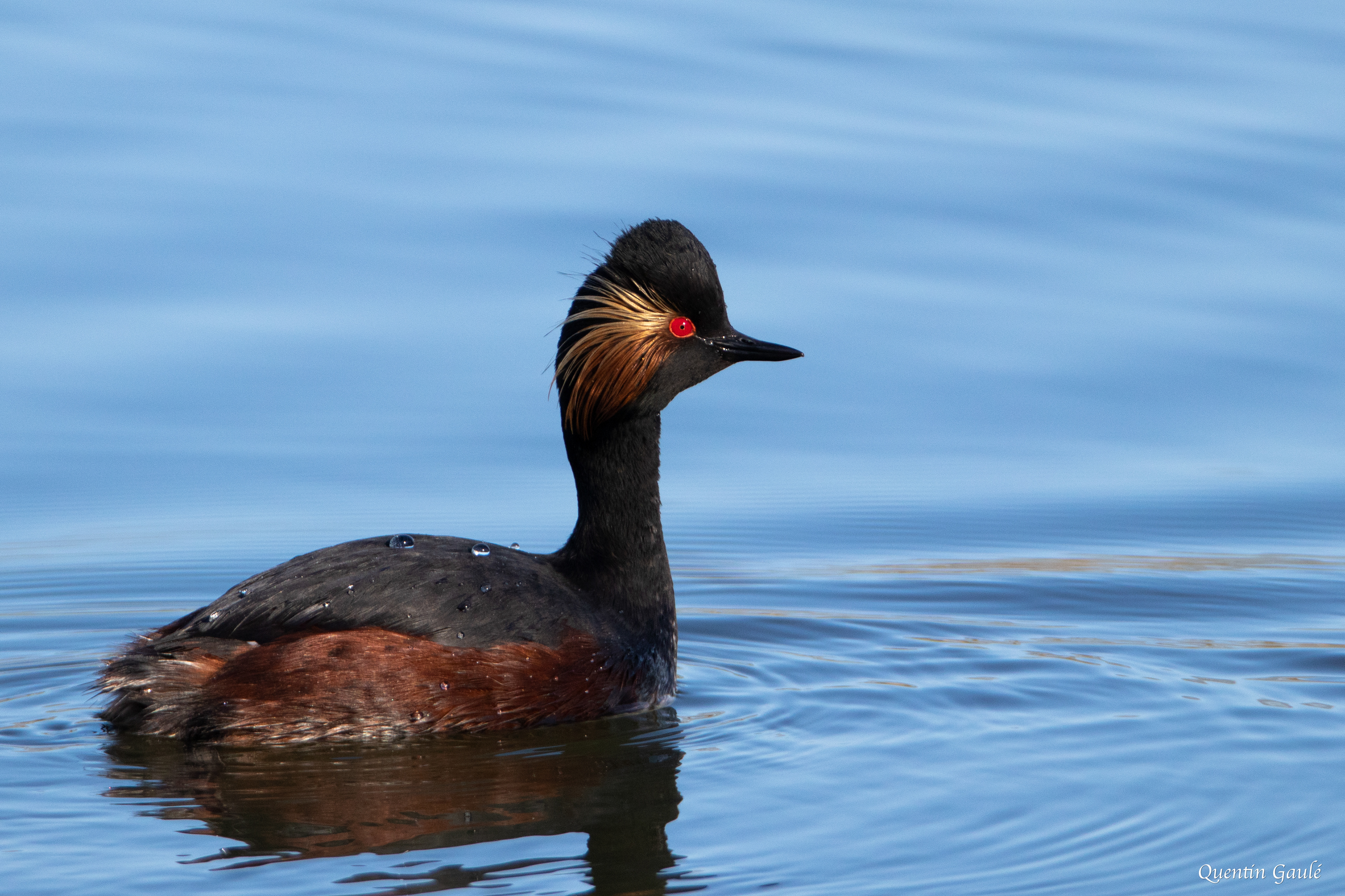 Grèbe à cou noir (Podiceps nigricollis) - Meurthe-et-Moselle (54)