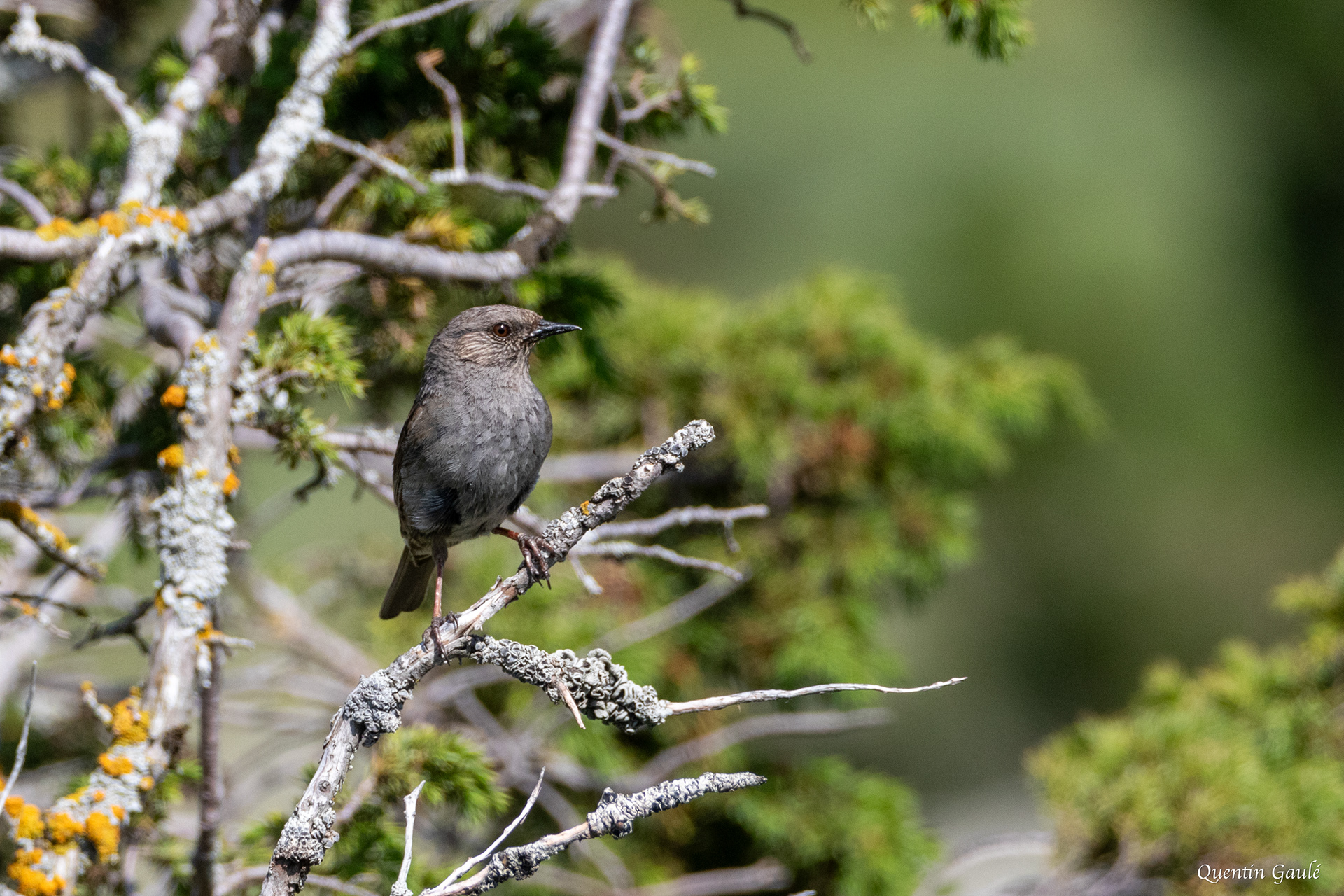 Accenteur mouchet (Prunella modularis) - Col du Puymorens, Porté-Puymorens (11)