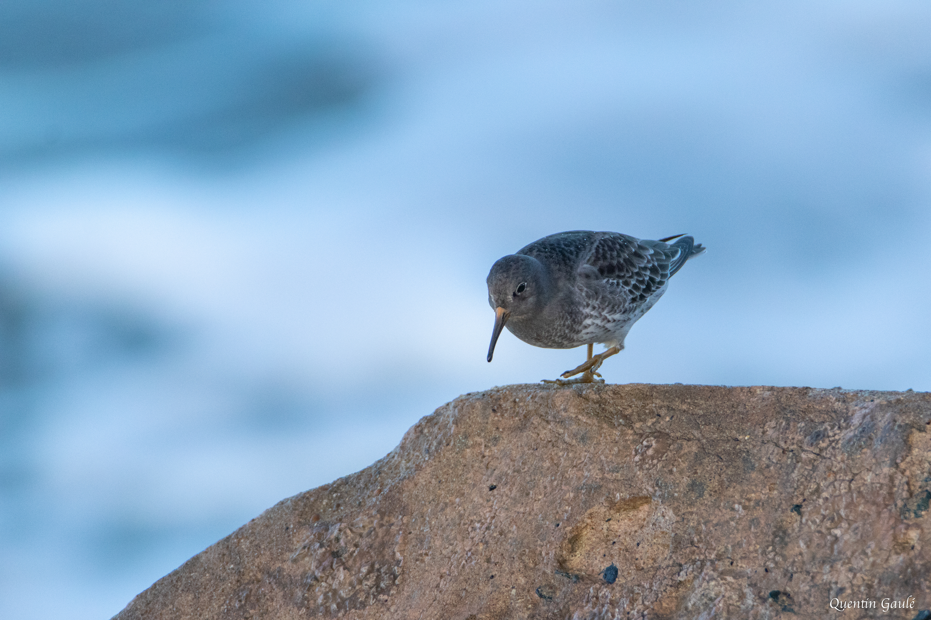 Bécasseau violet (Calidris maritima) - Anglet (64)