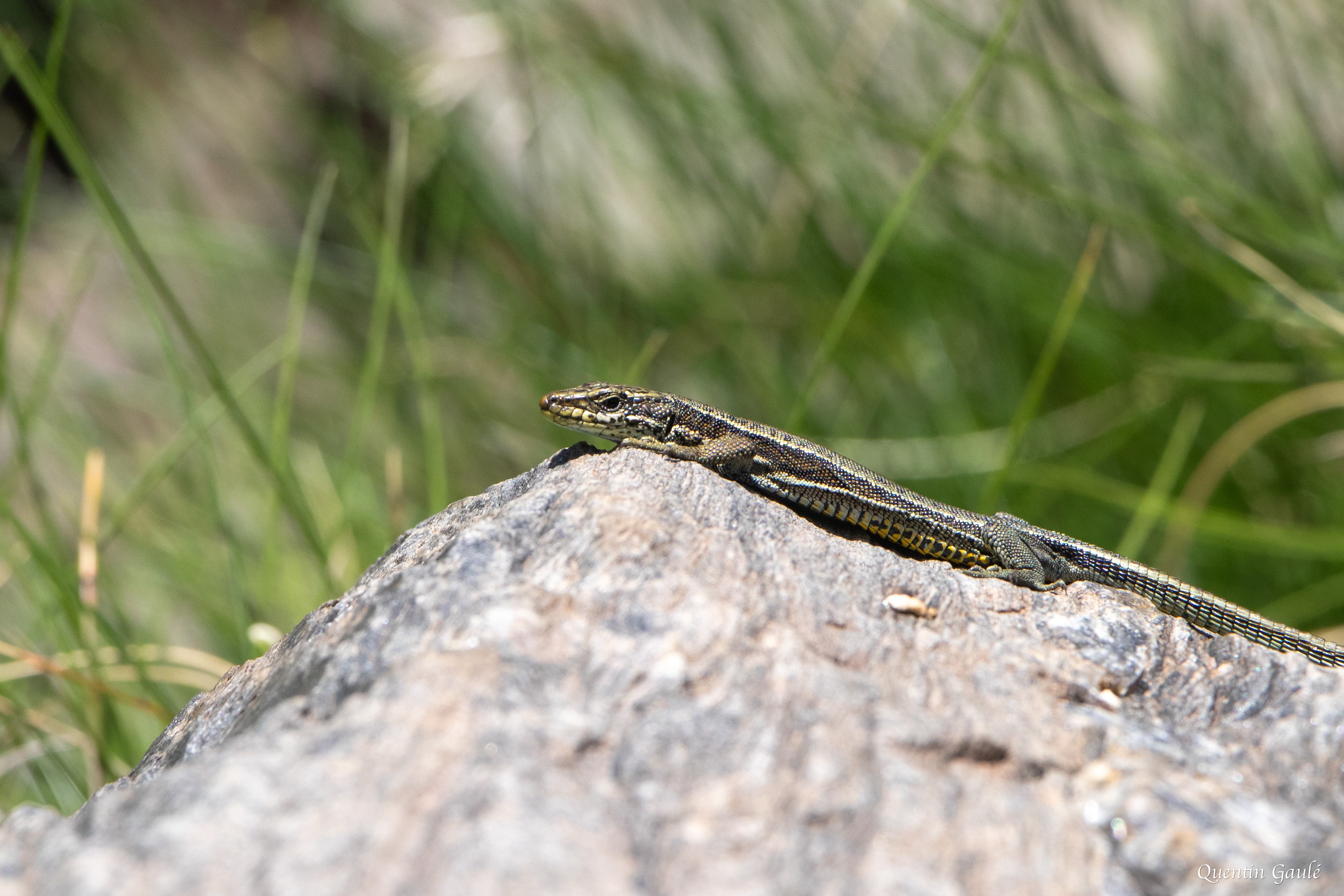 Lézard d'Aurelio (Iberolacerta aurelioi) - Cirque glaciaire de Soulcem, Auzat, Ariège (09)