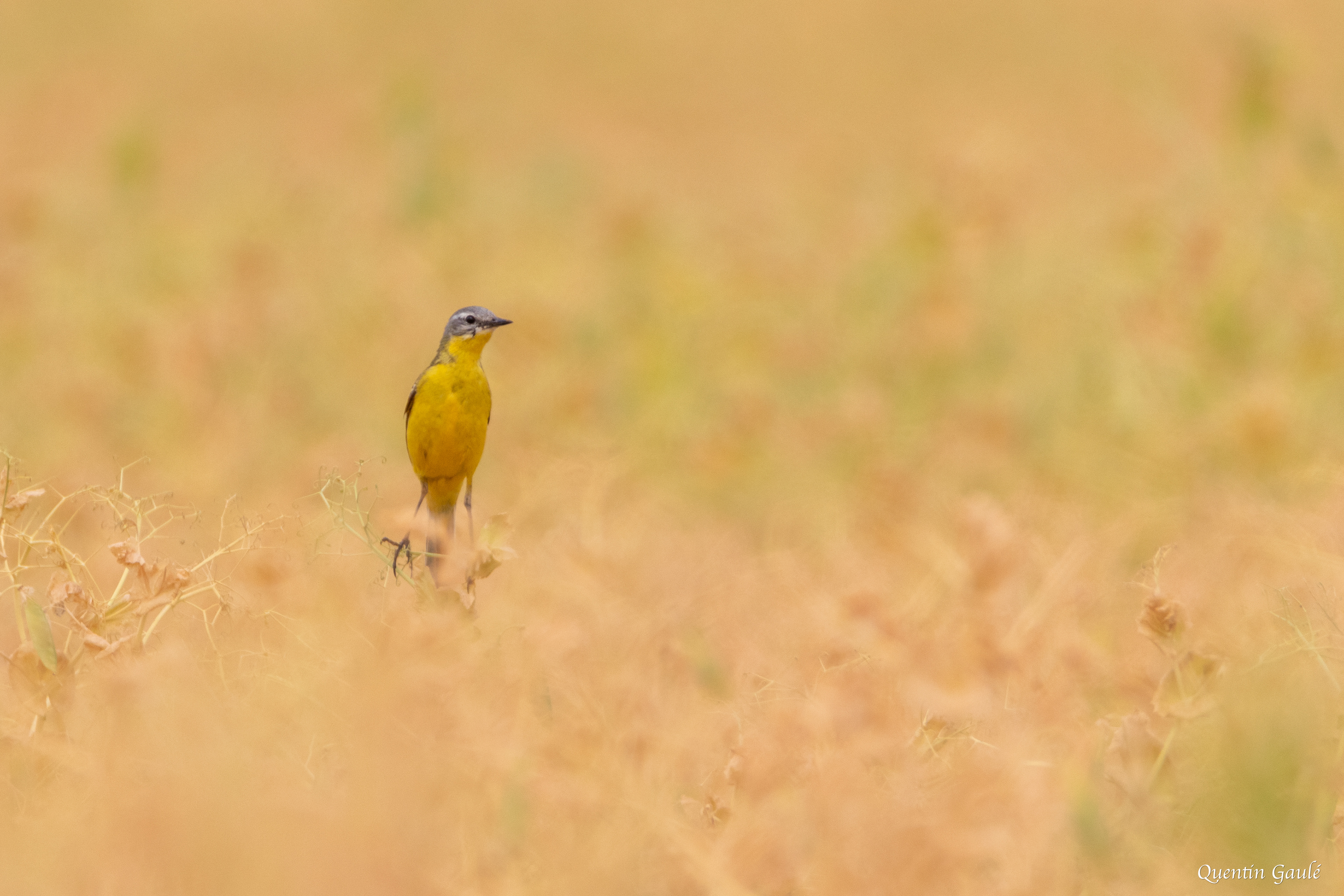 Bergeronnette printanière (Motacilla flava) - Nanteuil-en-Vallée, Charente (16)