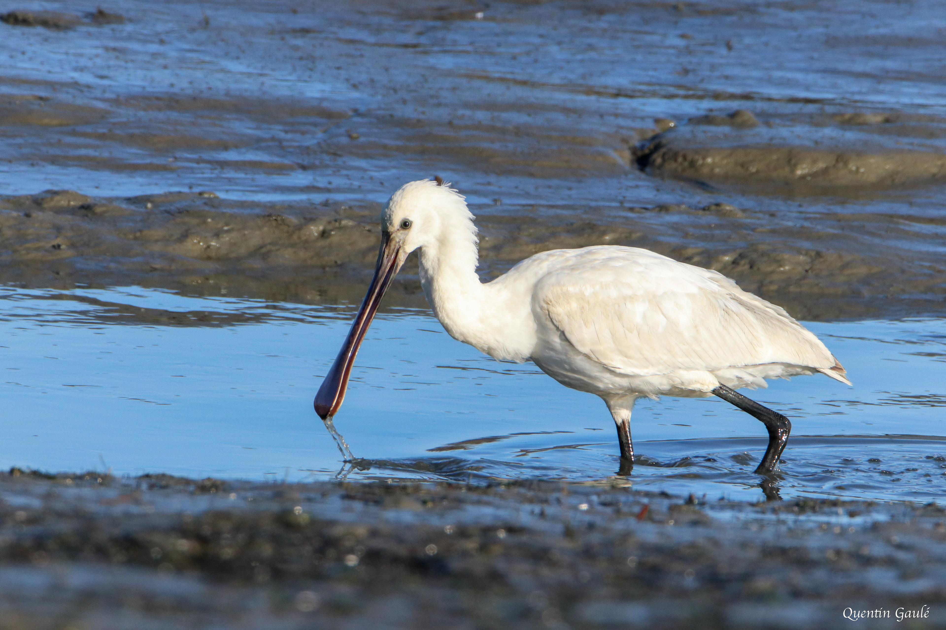 Spatule blanche (Platalea leucorodia) - Andernos-les-Bains, Gironde (33)