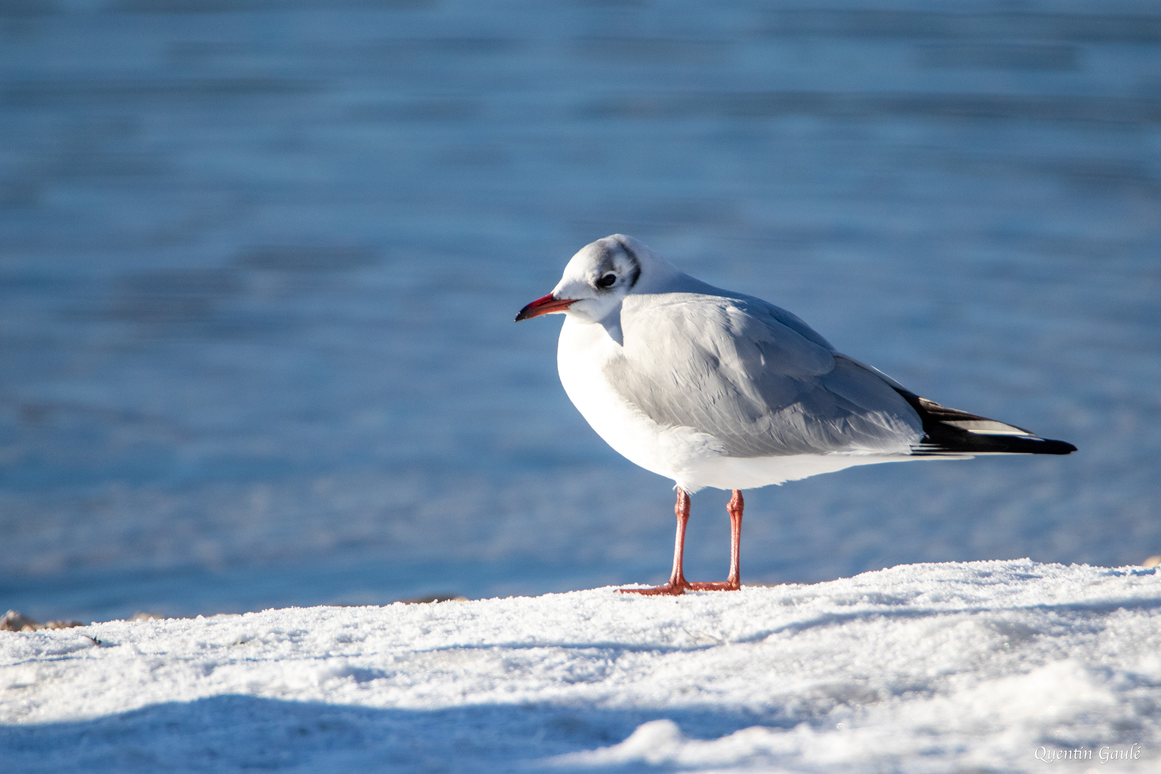 Mouette rieuse (Chroicocephalus ridibundus) - Lac de Saint-Point (25)