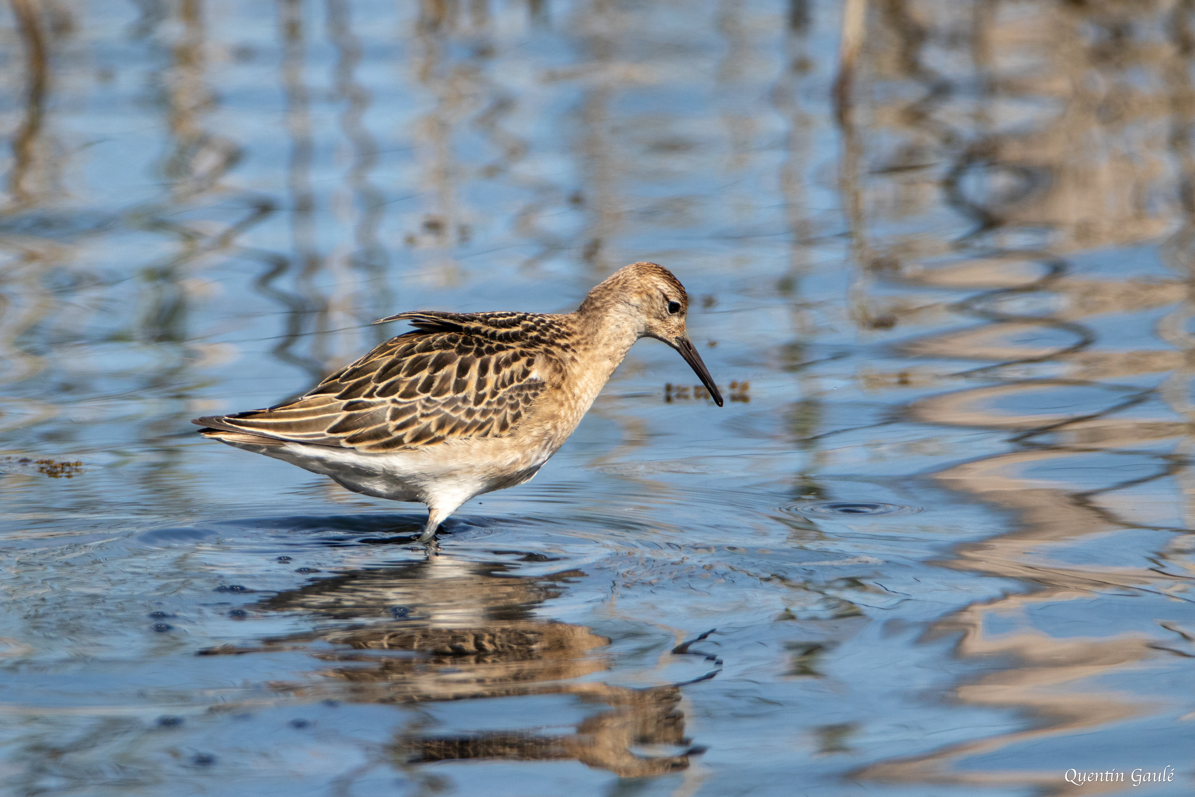 Combattant varié (Calidris pugnax) - Réserve ornithologique du Teich (33)