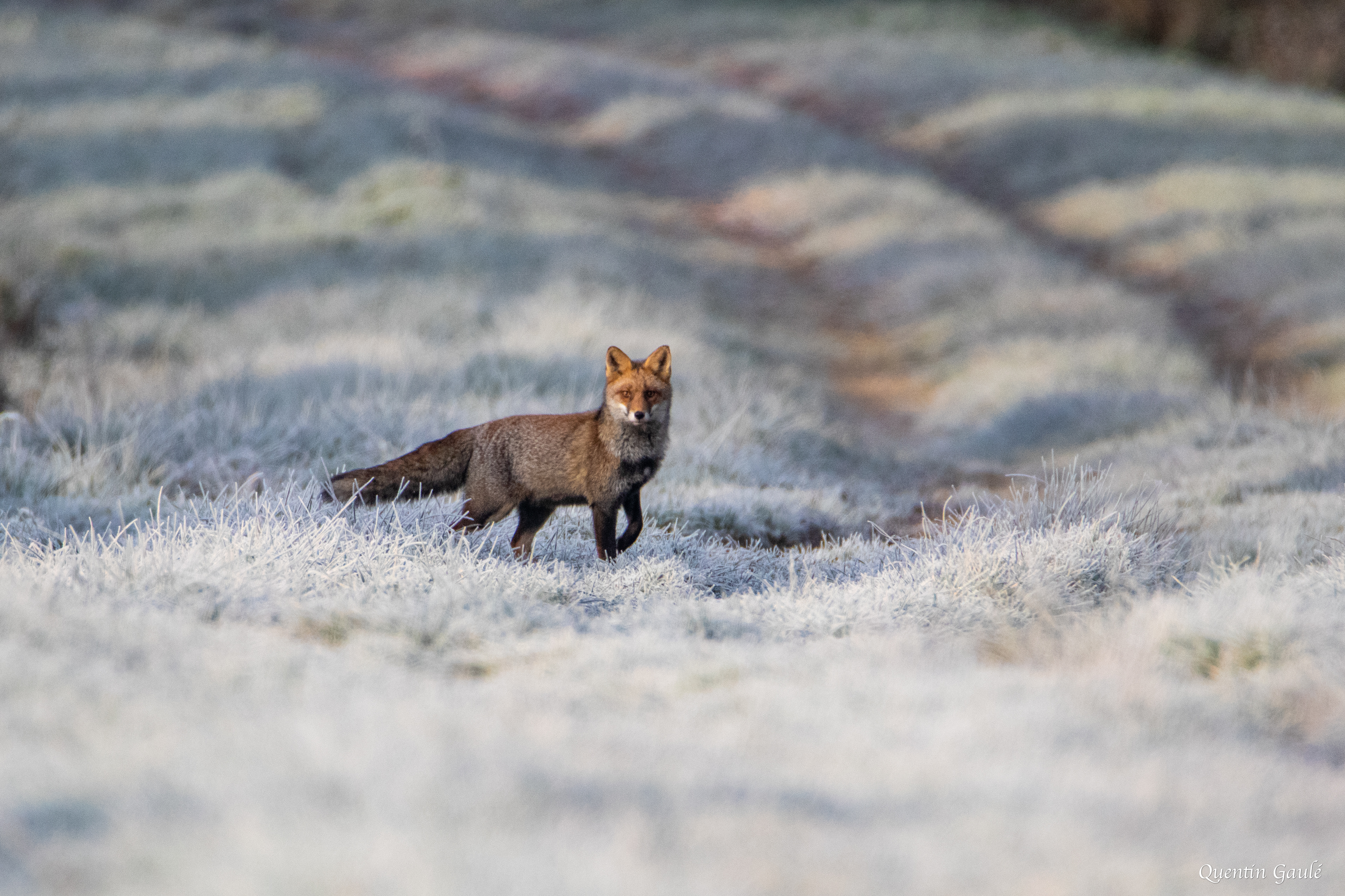 Renard roux (Vulpes vulpes) - Lac de Charmes (52)