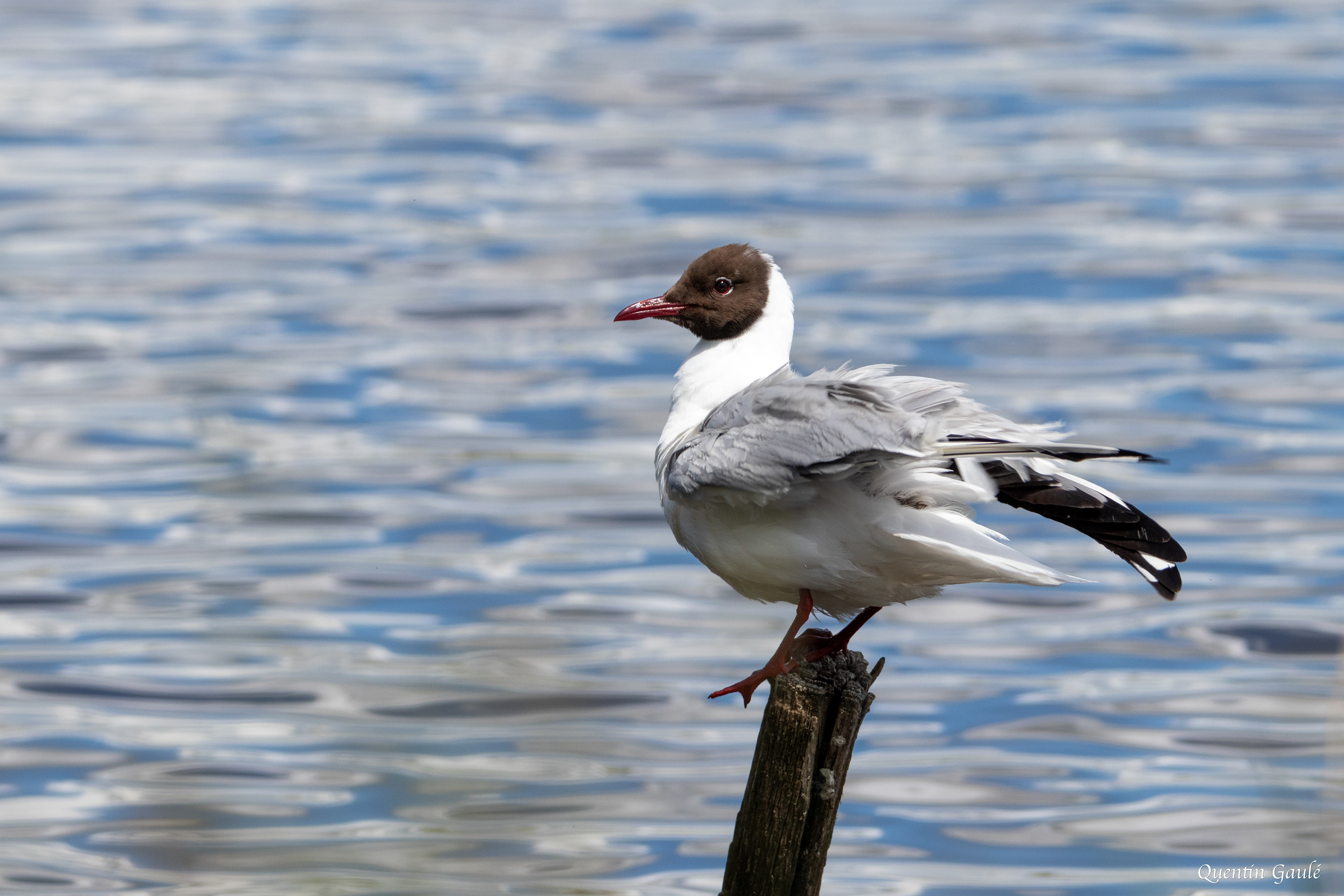 Mouette rieuse (Chroicocephalus ridibundus) - Réserve Naturelle Nationale de Chérine (36)