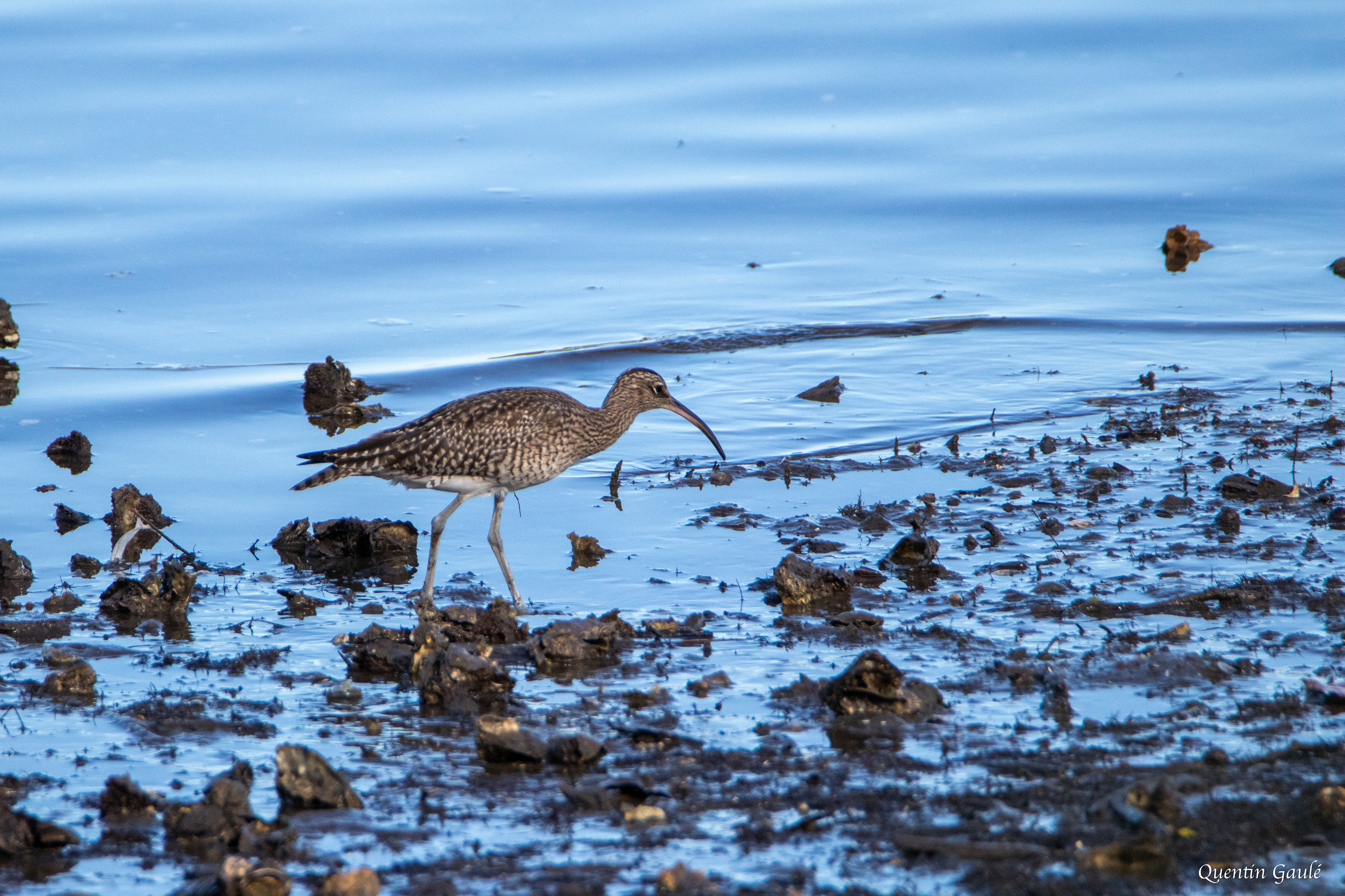 Courlis corlieu (Numenius phaeopus) - Parc écologique de Plaiaundi, Irun (Pays-Basque espagnol)