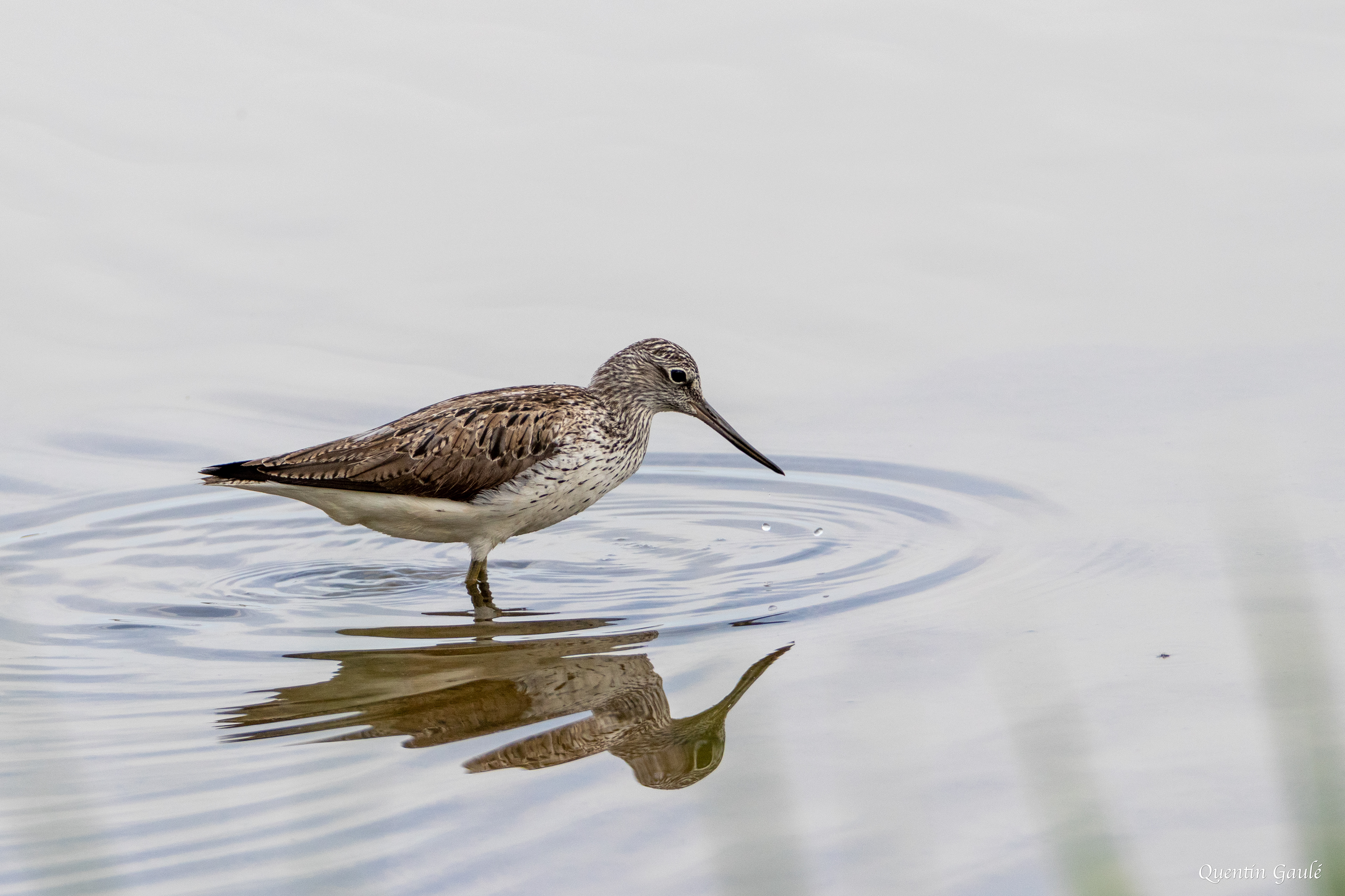 Chevalier aboyeur (Tringa nebularia) - Réserve ornithologique du Teich, Gironde (33)