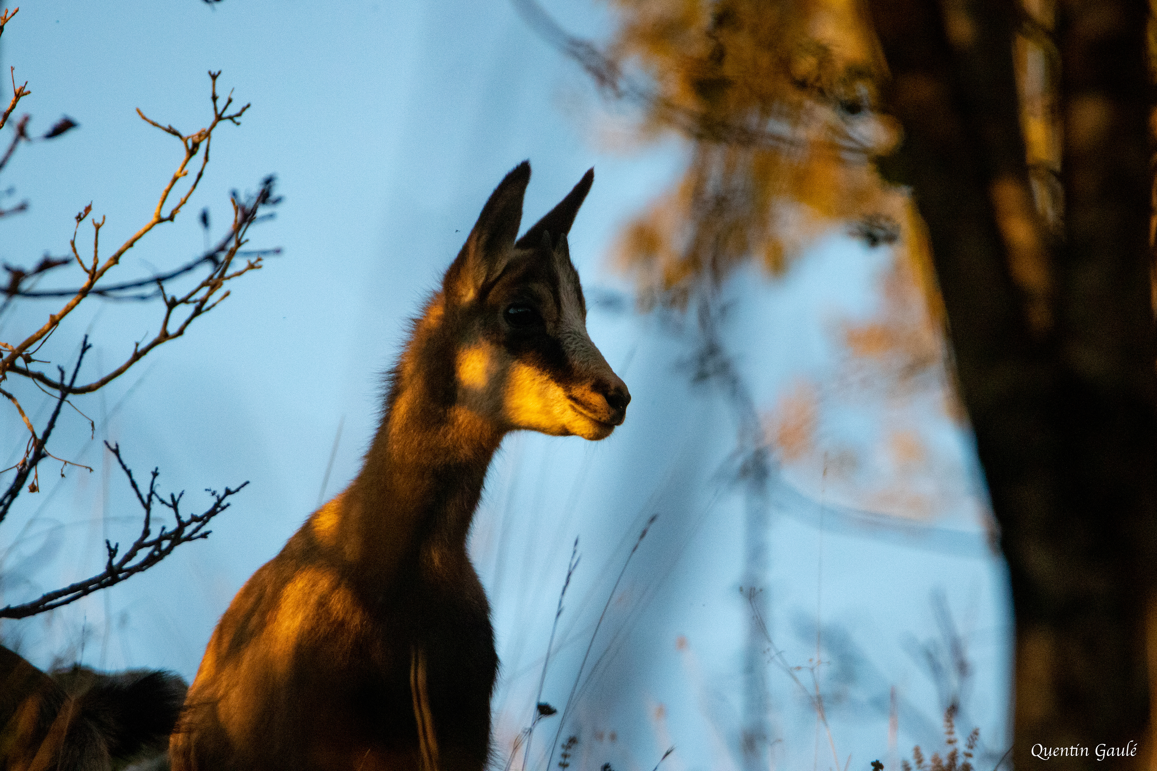Chamois (Rupicapra rupicapra) - Besançon (25)
