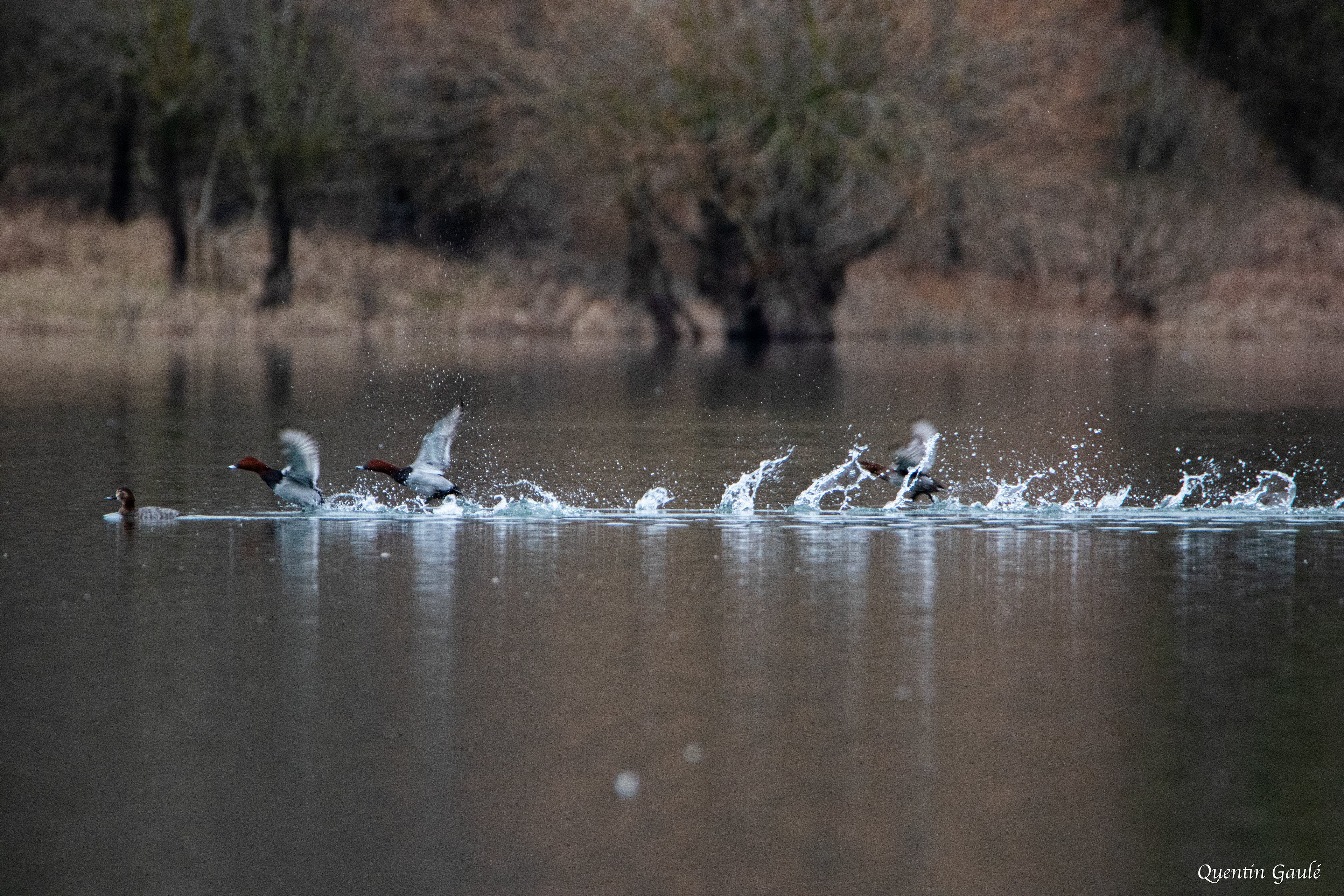 Fuligule milouin (Aythya ferina) - Lac de la Mouche, Haute-Marne (52)