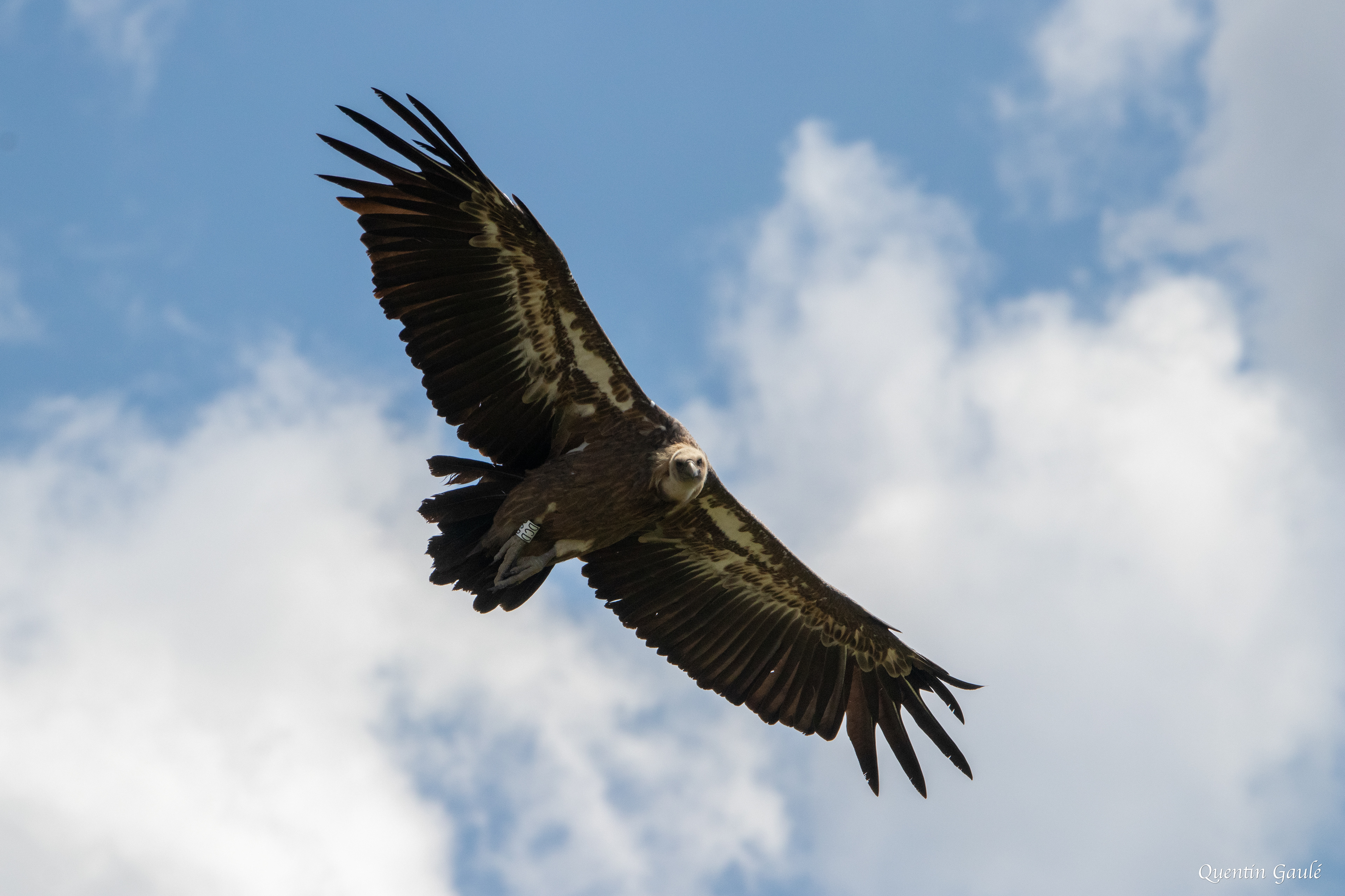 Vautour fauve (Gyps fulvus) - Gourette, Eaux-Bonnes (64)