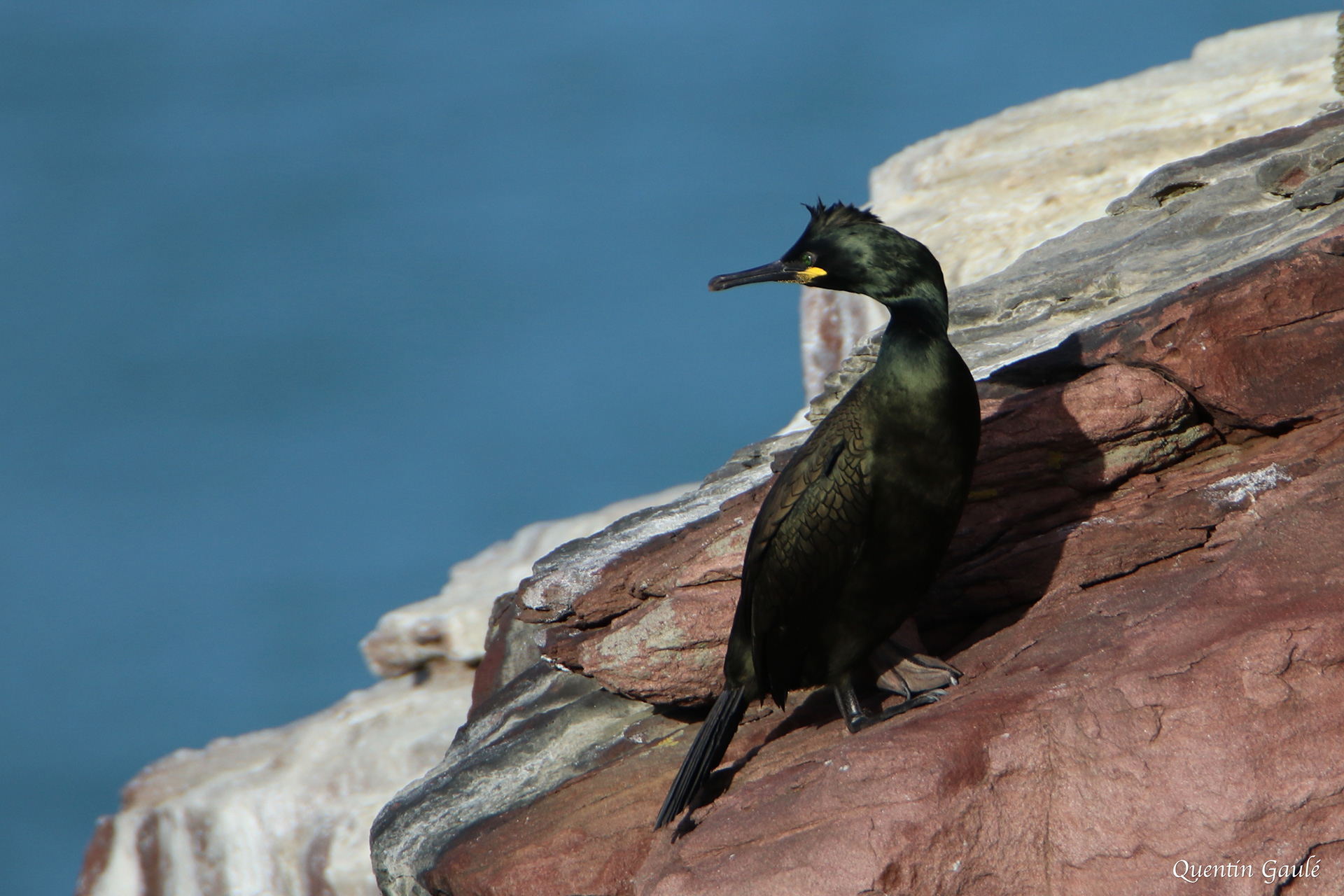Cormoran huppé (Gulosus aristotelis) - Cap Fréhel, Ile-et-Vilaine (35)