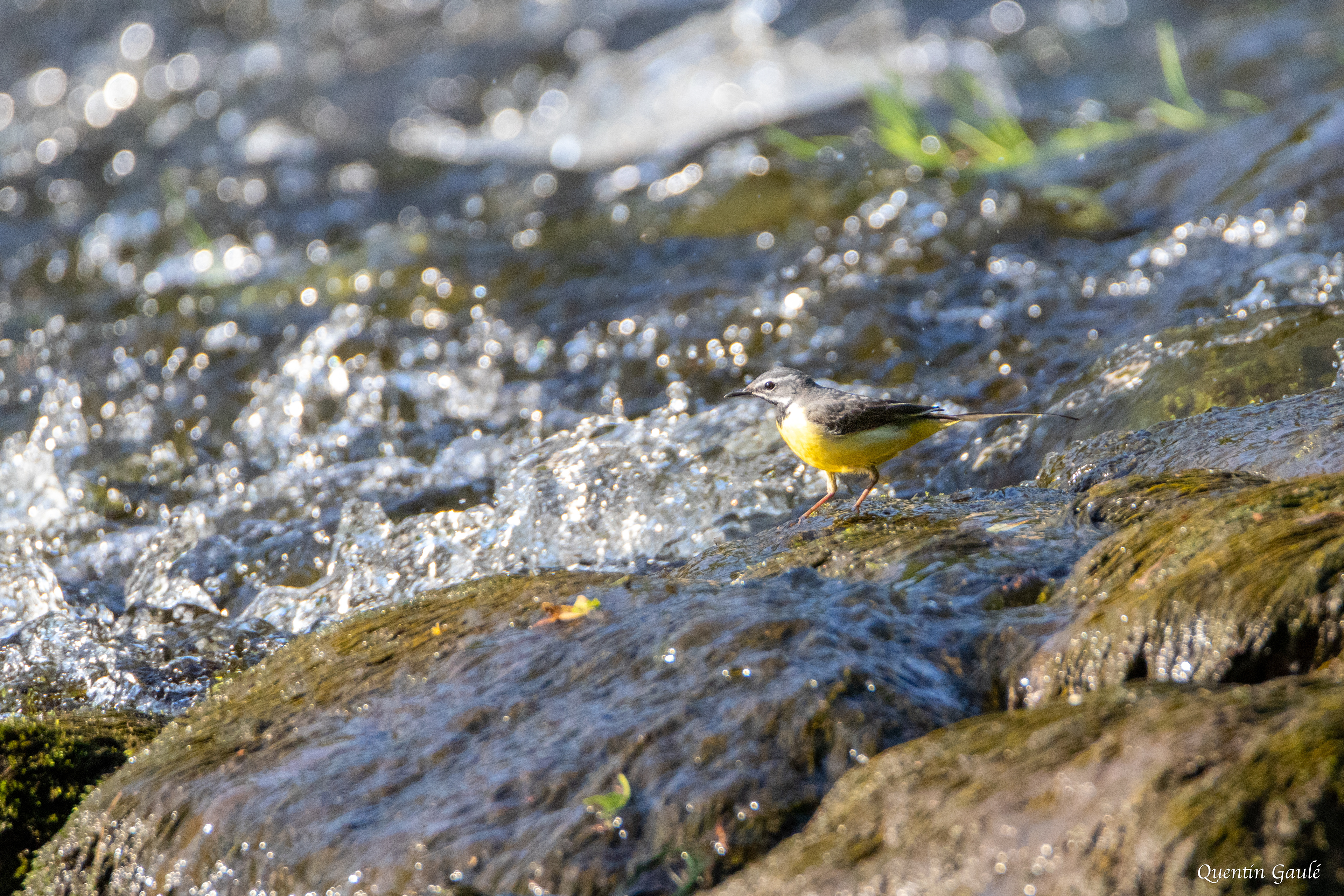 Bergeronnette des ruisseaux (Motacilla cinerea) - Bessines-sur-Gartempe, Haute-Vienne (87)