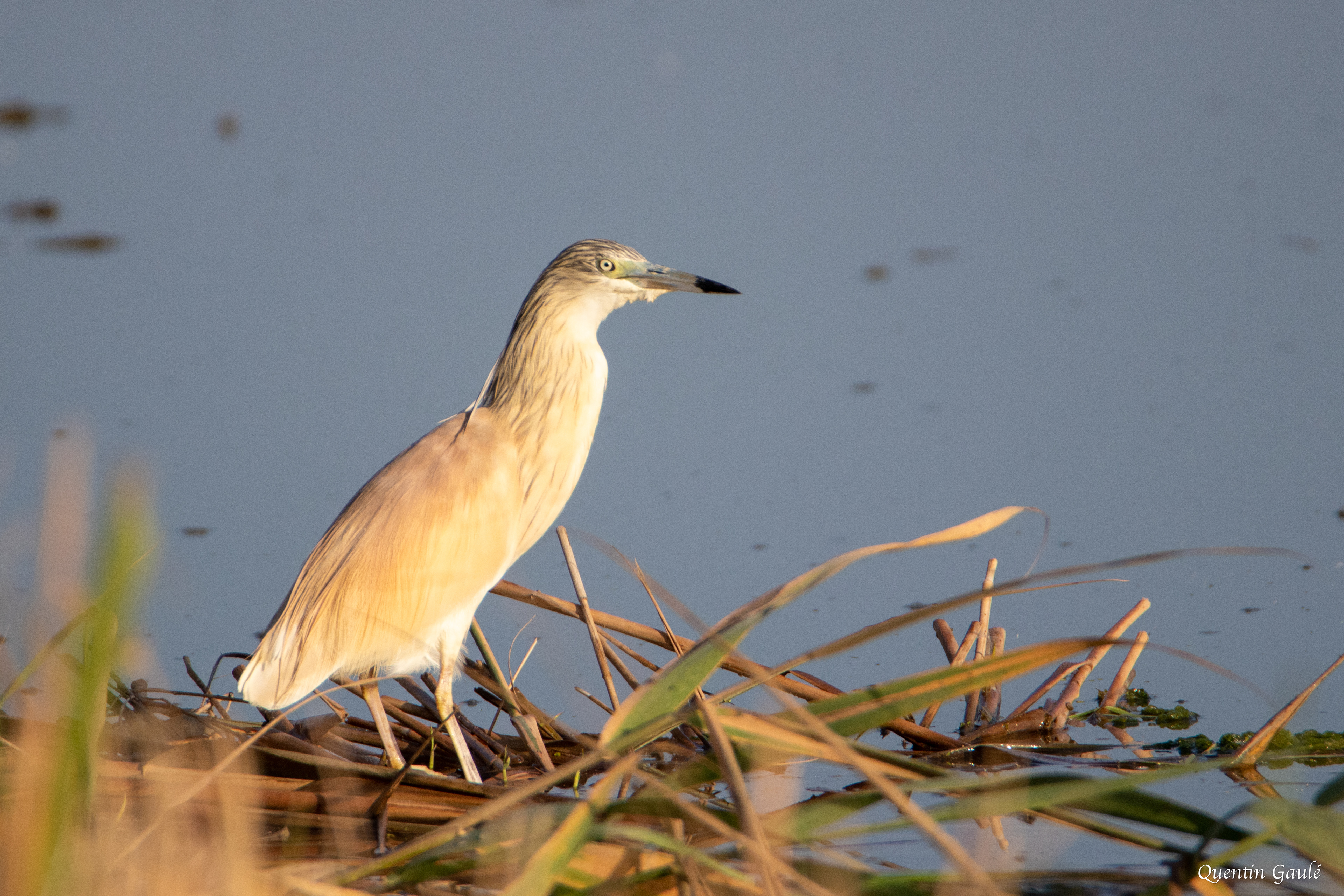 Crabier chevelu (Ardeola ralloides) - Parc Naturel du Delta de l'Èbre, Catalogne (Espagne)