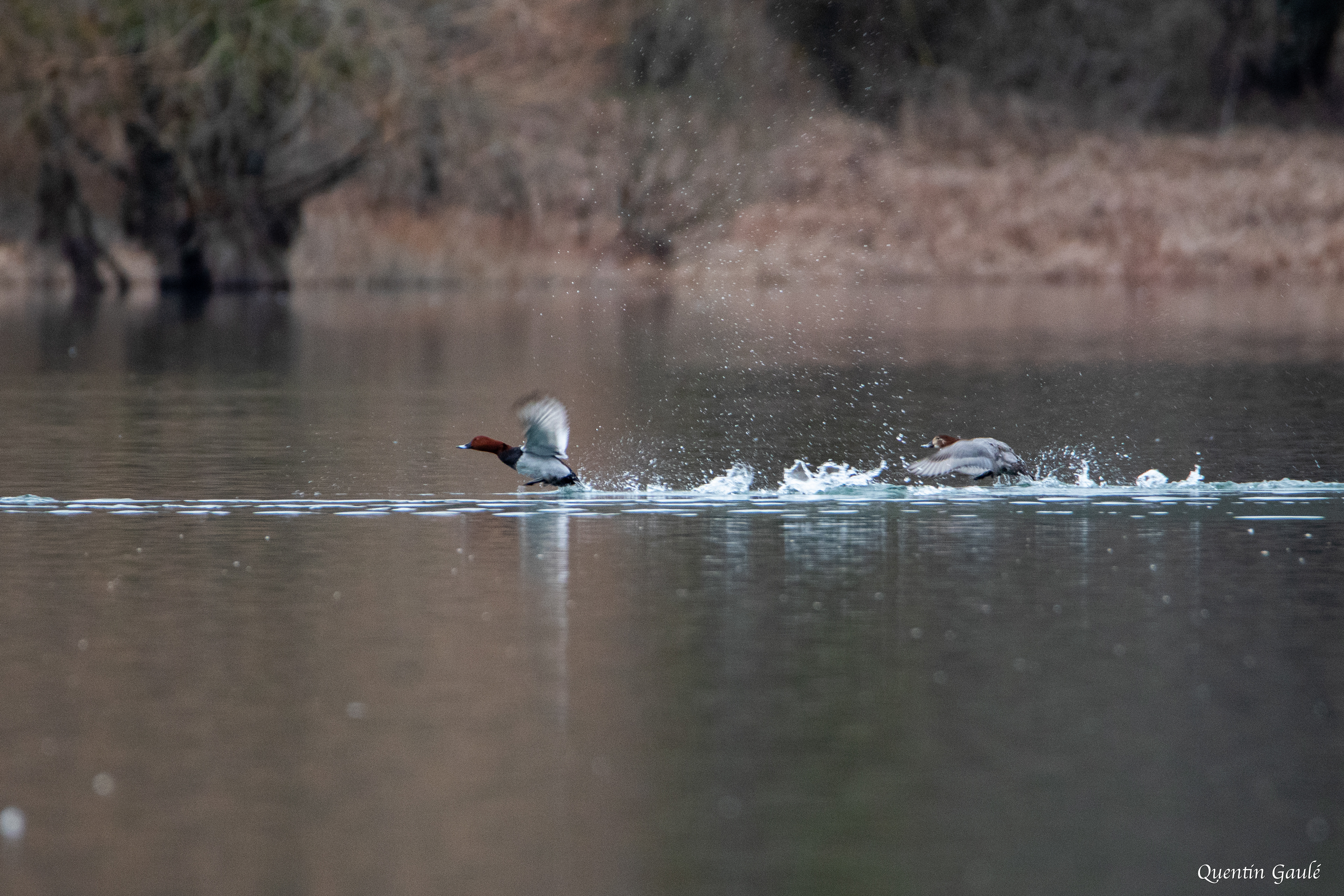 Fuligule milouin (Aythya ferina) - Lac de la Mouche, Haute-Marne (52)