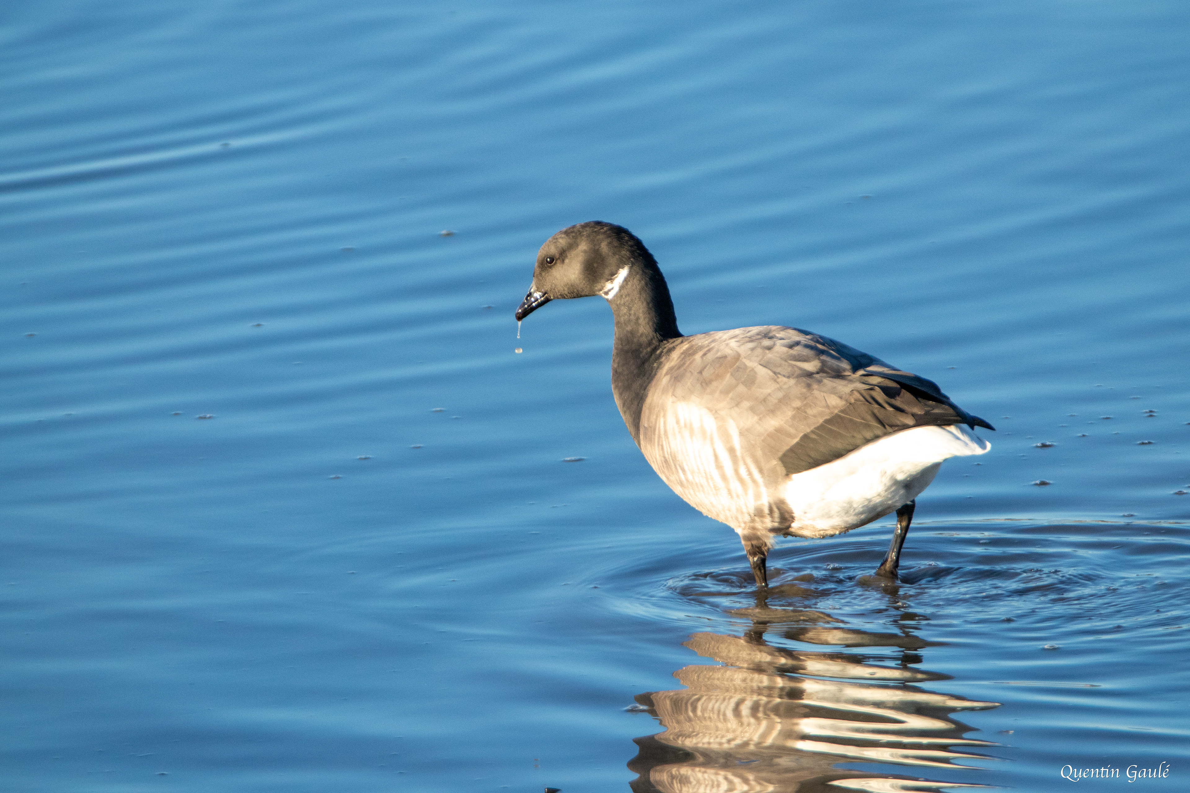Bernache cravant (Branta bernicla) - Andernos-les-Bains, Gironde (33)