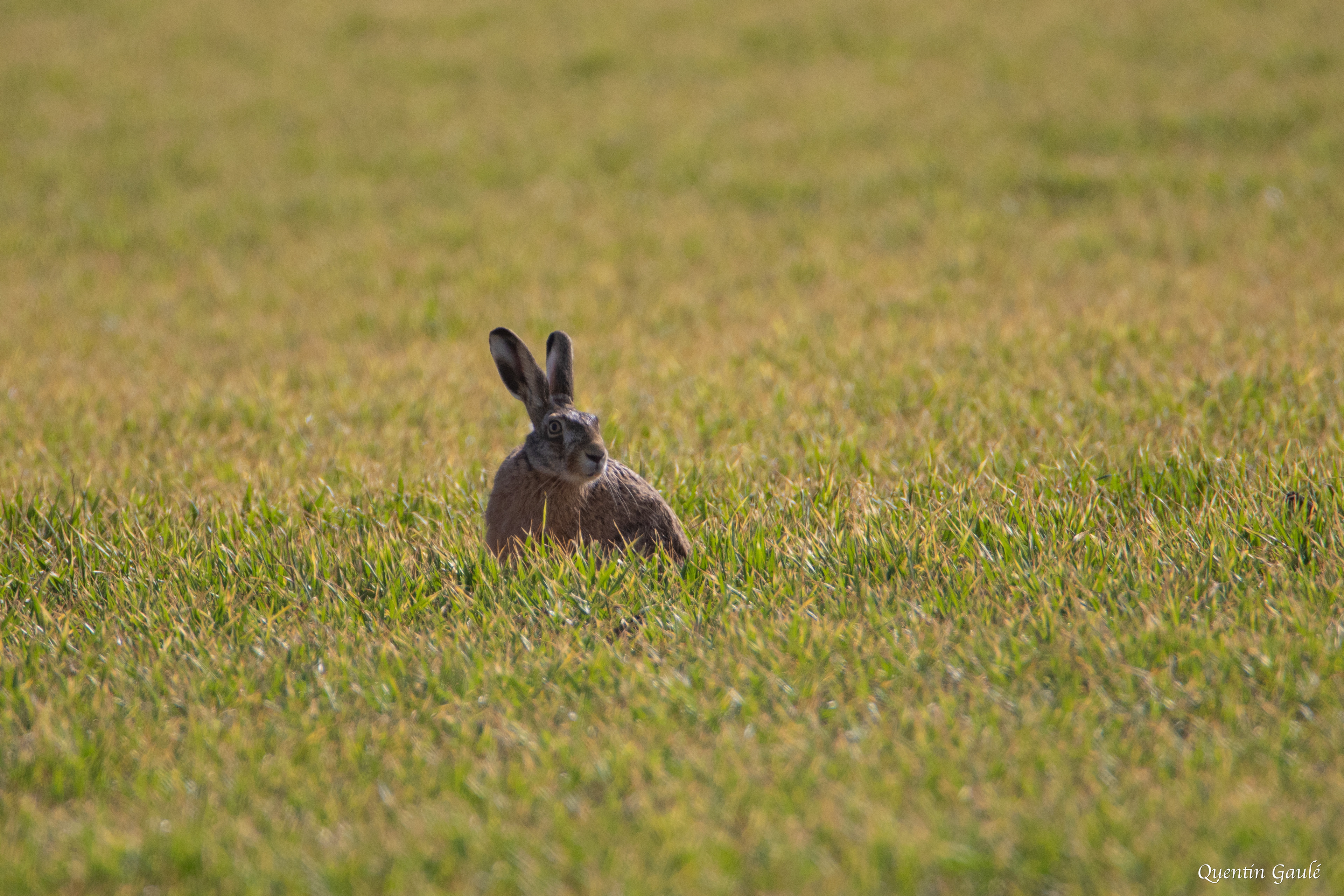 Lièvre d'Europe (Lepus europaeus) - Planrupt (52)