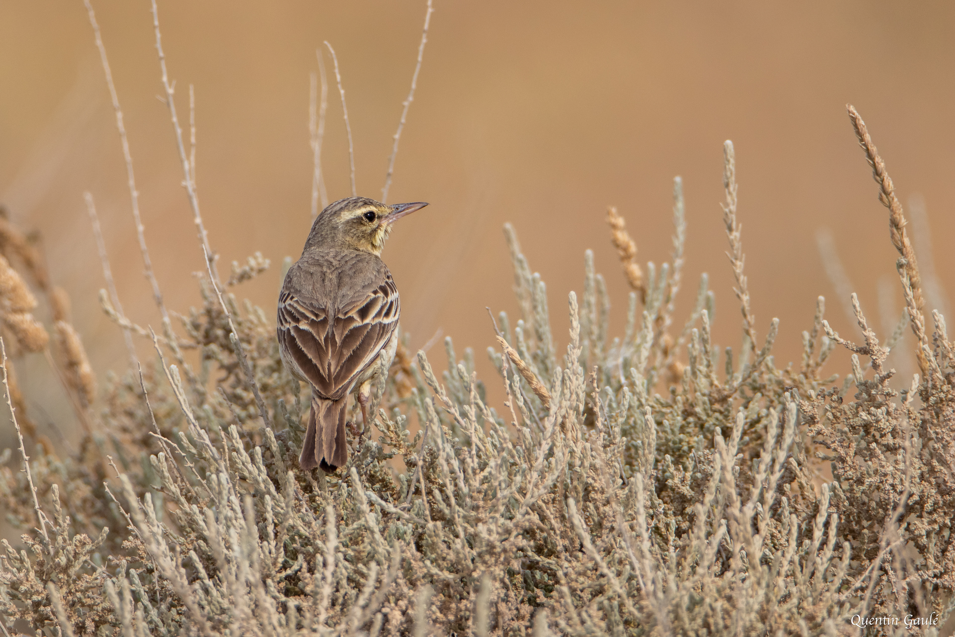 Pipit rousseline (Anthus campestris) - Parc Naturel des Bardenas Reales, Navarre (Espagne)