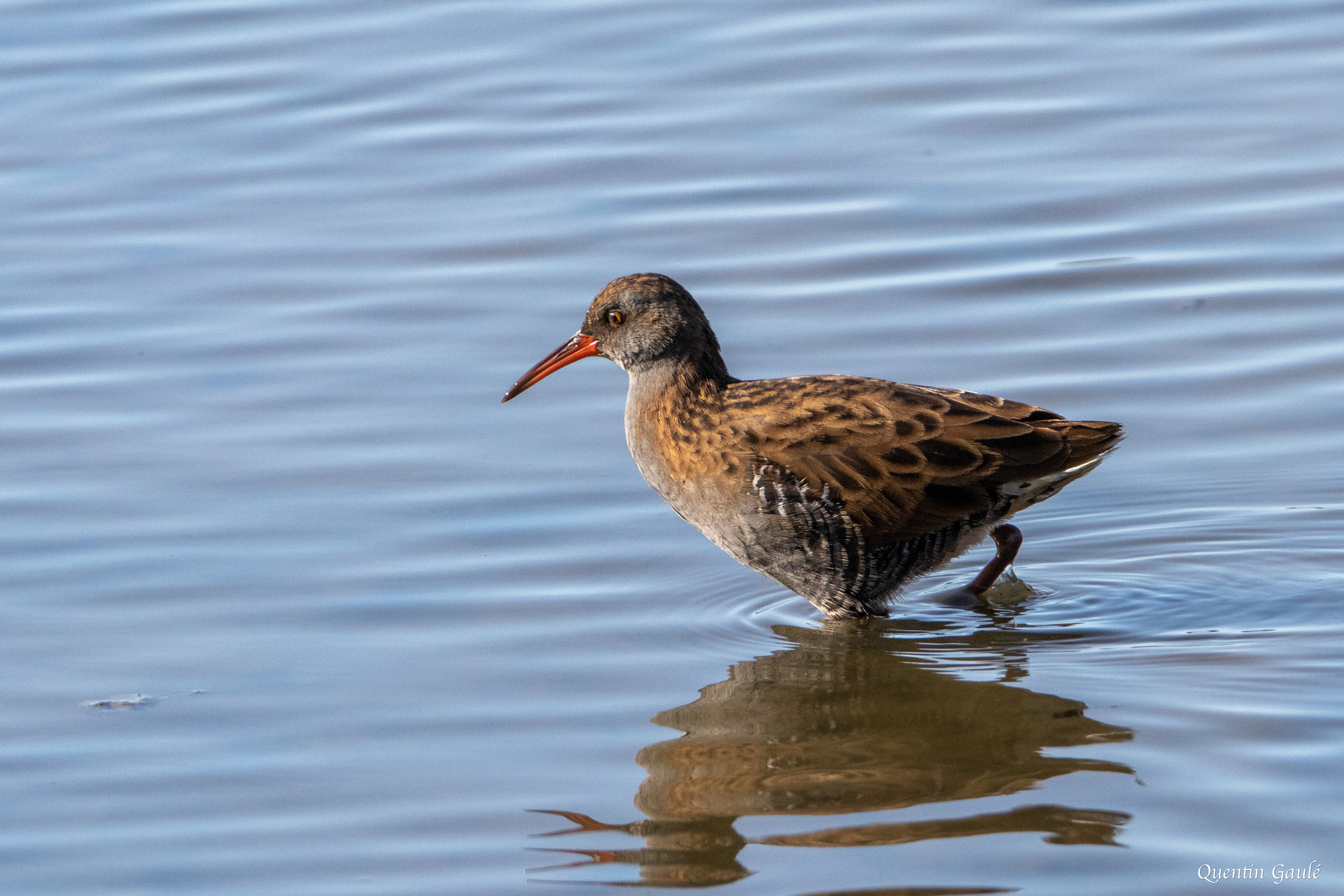 Râle d'eau (Rallus aquaticus) - Réserve ornithologique du Teich, Gironde (33)