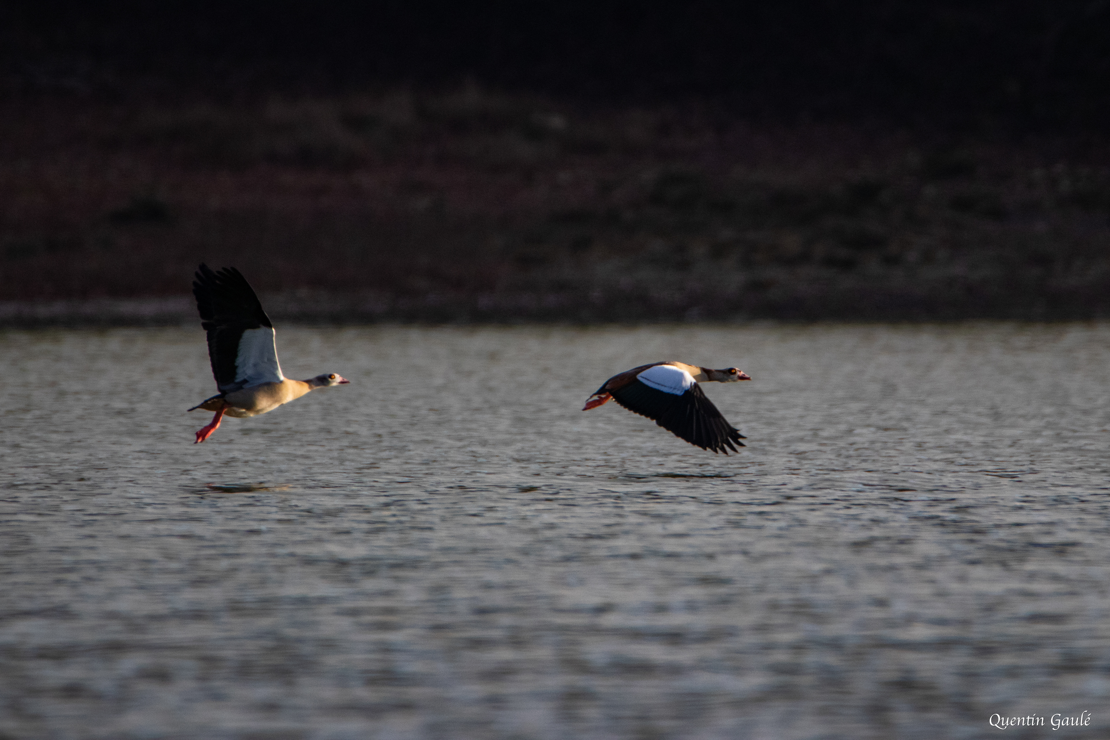 Ouette d'Égypte (Alopochen aegyptiaca) - Lac de Charmes, Haute-Marne (52)