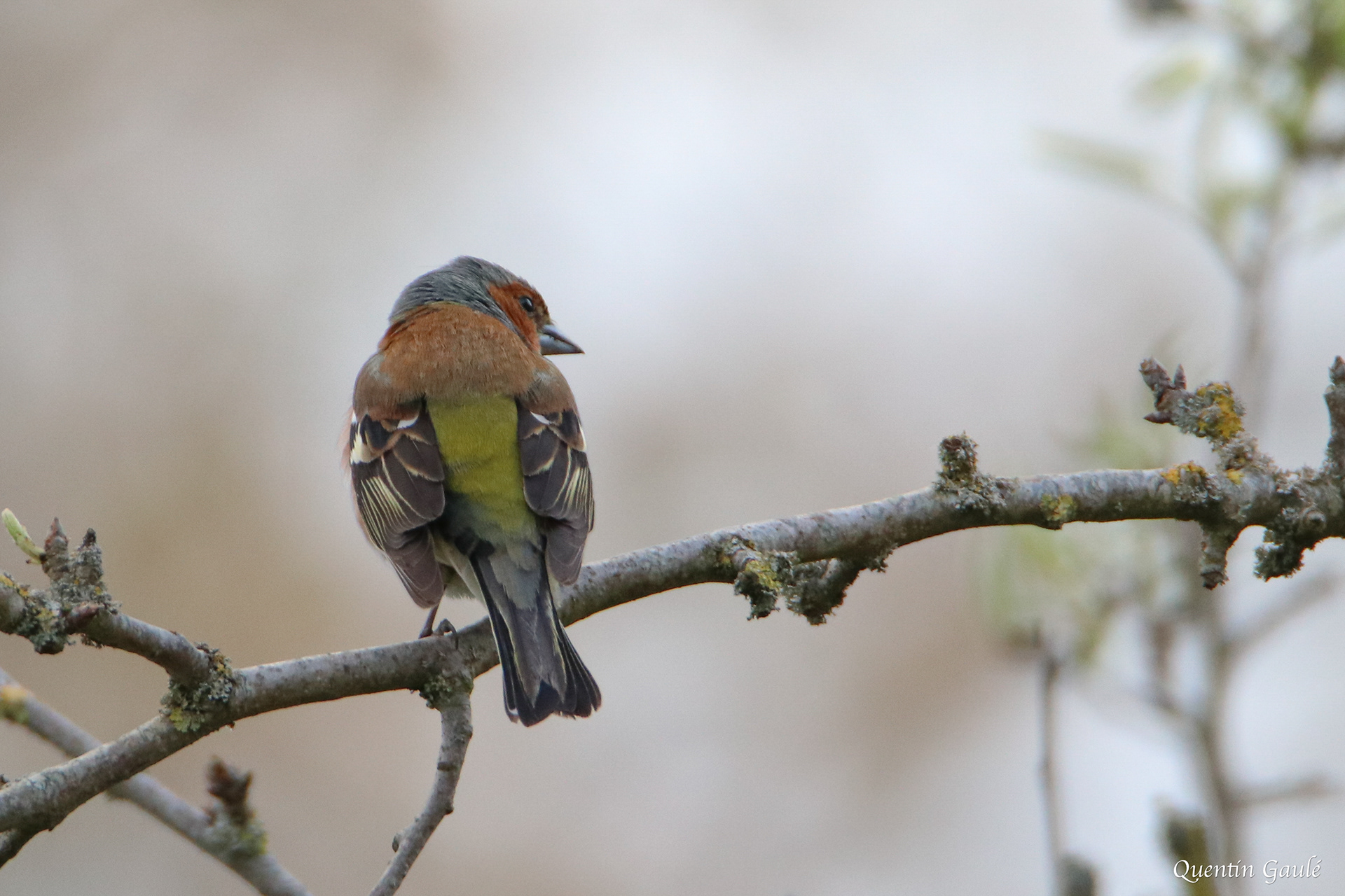 Pinson des arbres (Fringilla coelebs) - Saint-Georges-de-Chesné, Ile-et-Vilaine (35)
