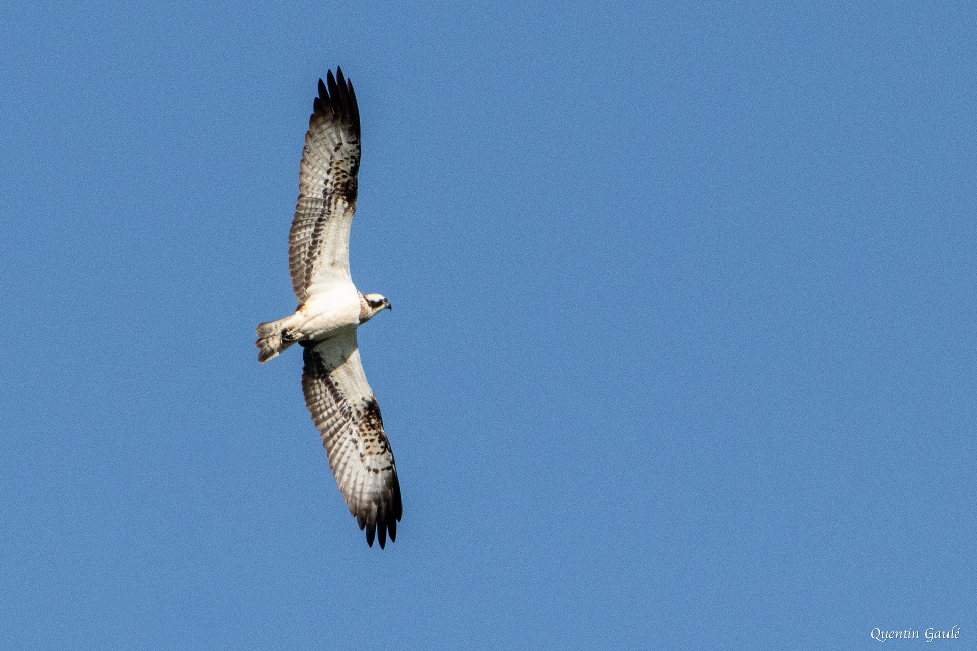 Balbuzard pêcheur (Pandion haliaetus) - Meurthe-et-Moselle (54)