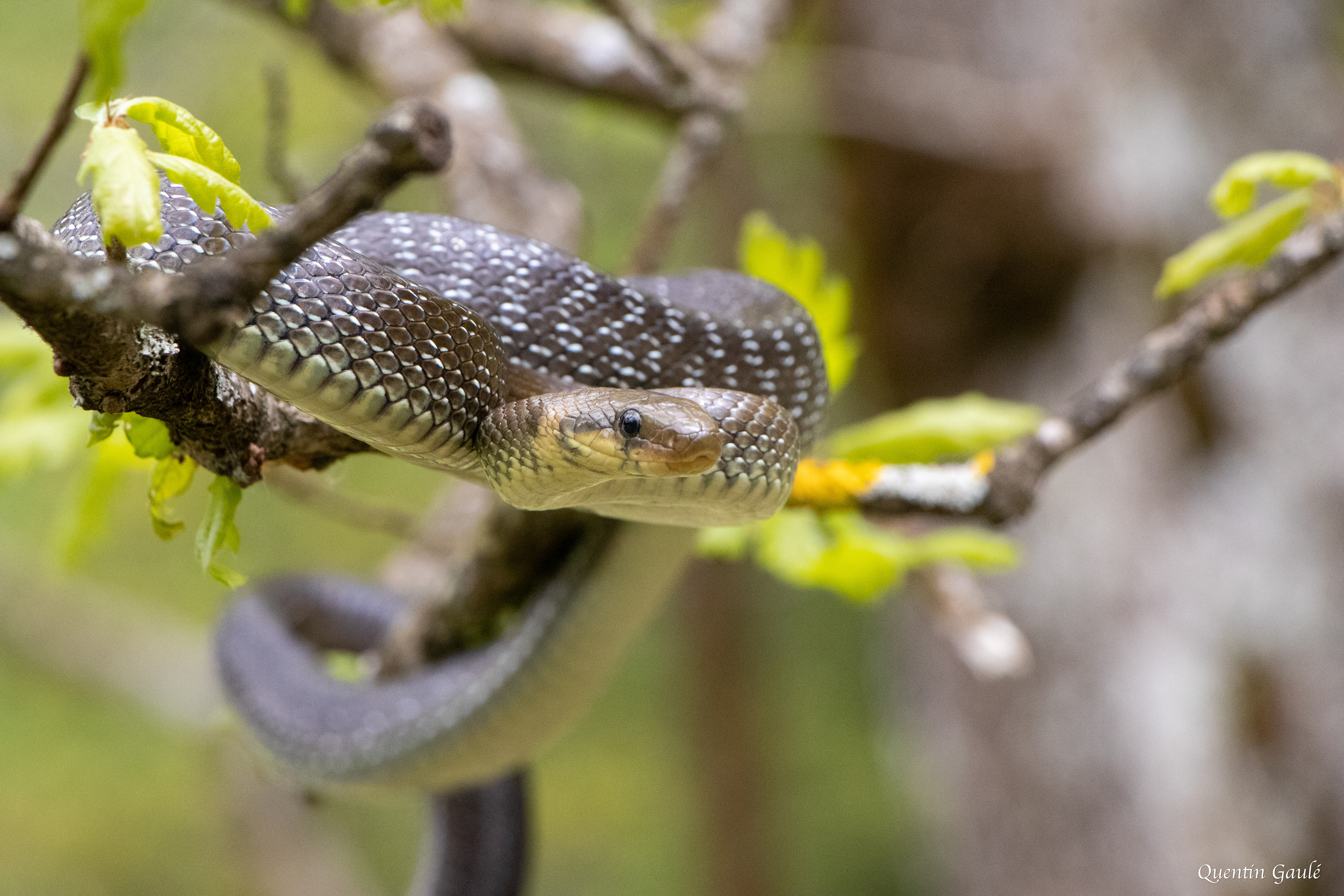 Couleuvre d'Esculape (Zamenis longissimus) - Etsaut, Pyrénées-Atlantiques (64)