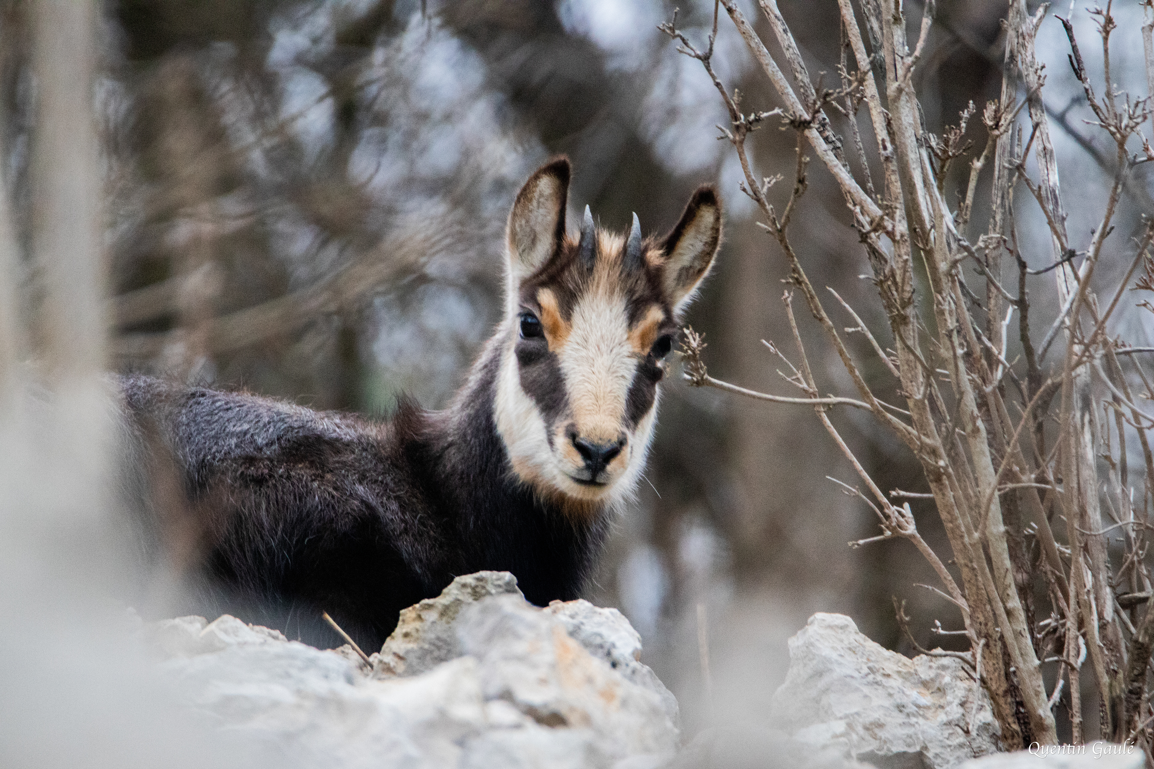 Chamois (Rupicapra rupicapra) - Besançon (25)