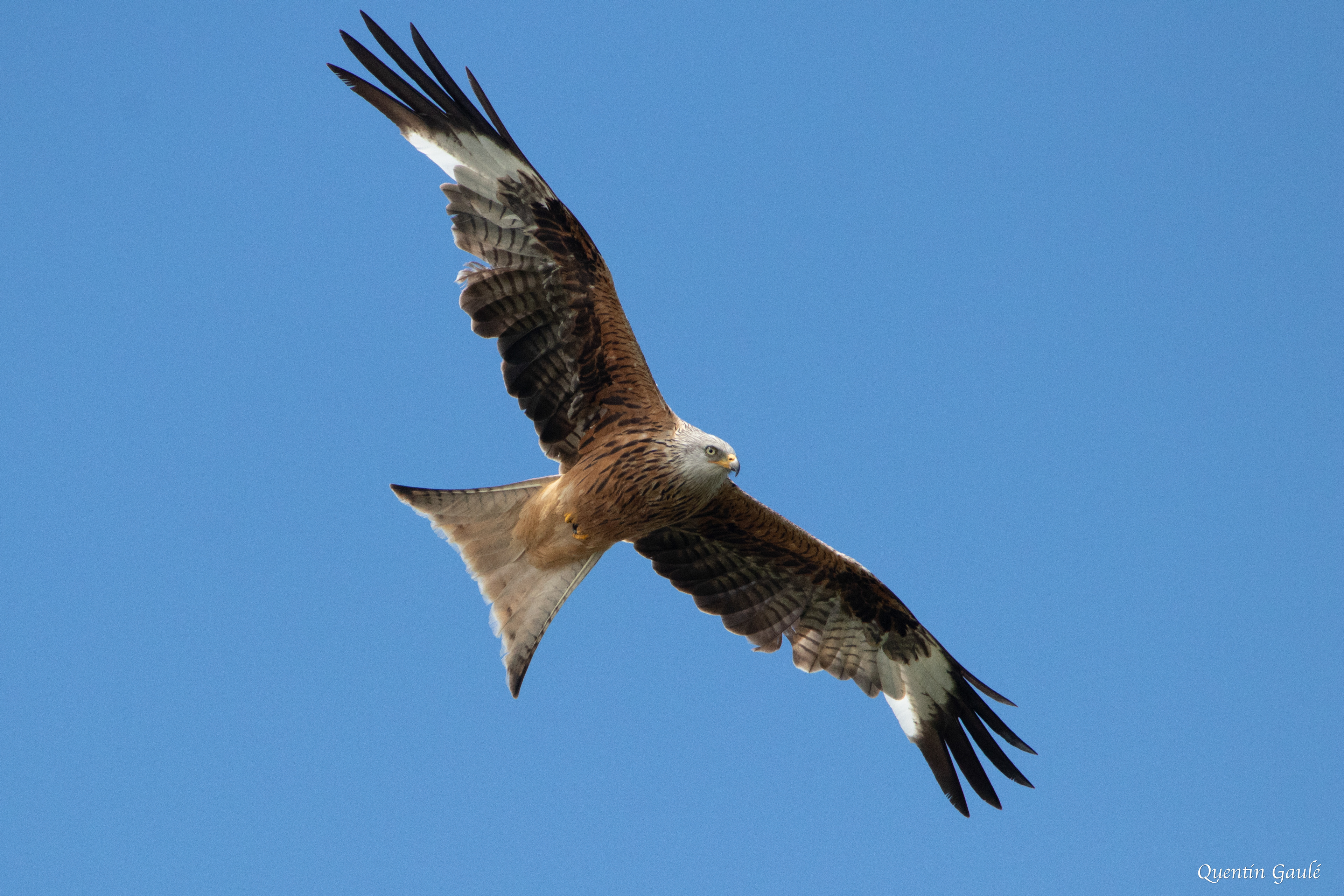 Milan royal (Milvus milvus) - Gourette, Eaux-Bonnes, Pyrénées-Atlantiques (64)