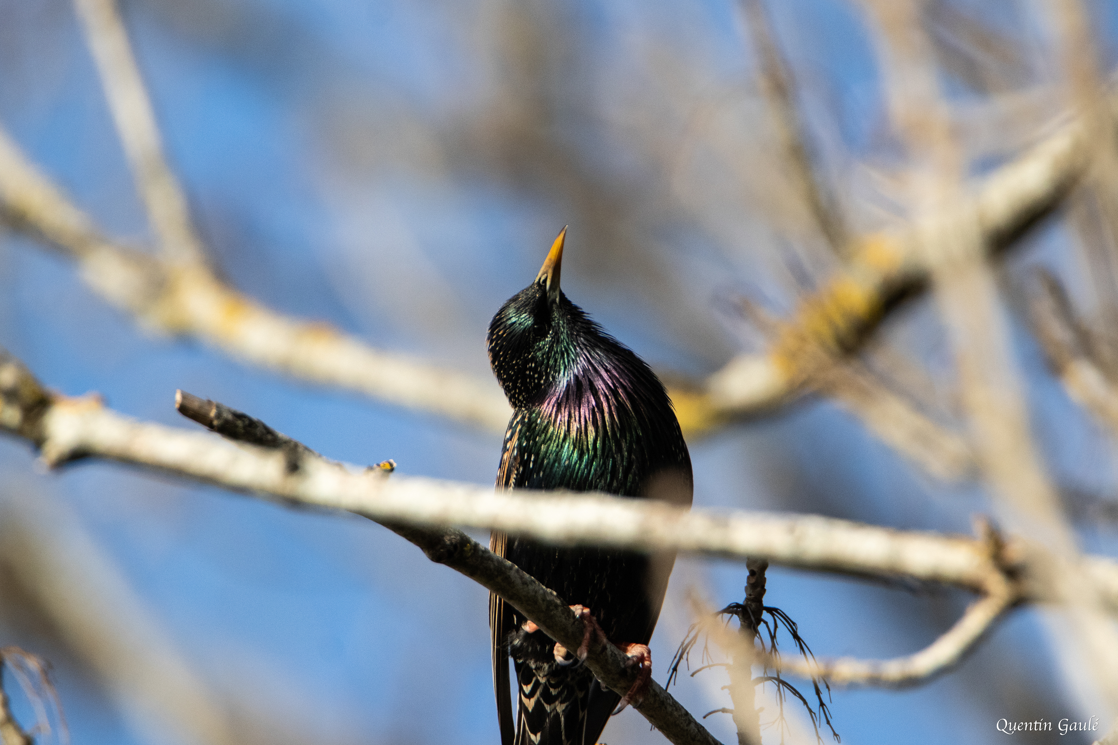 Étourneau sansonnet (Sturnus vulgaris) - Langres, Haute-Marne (52)