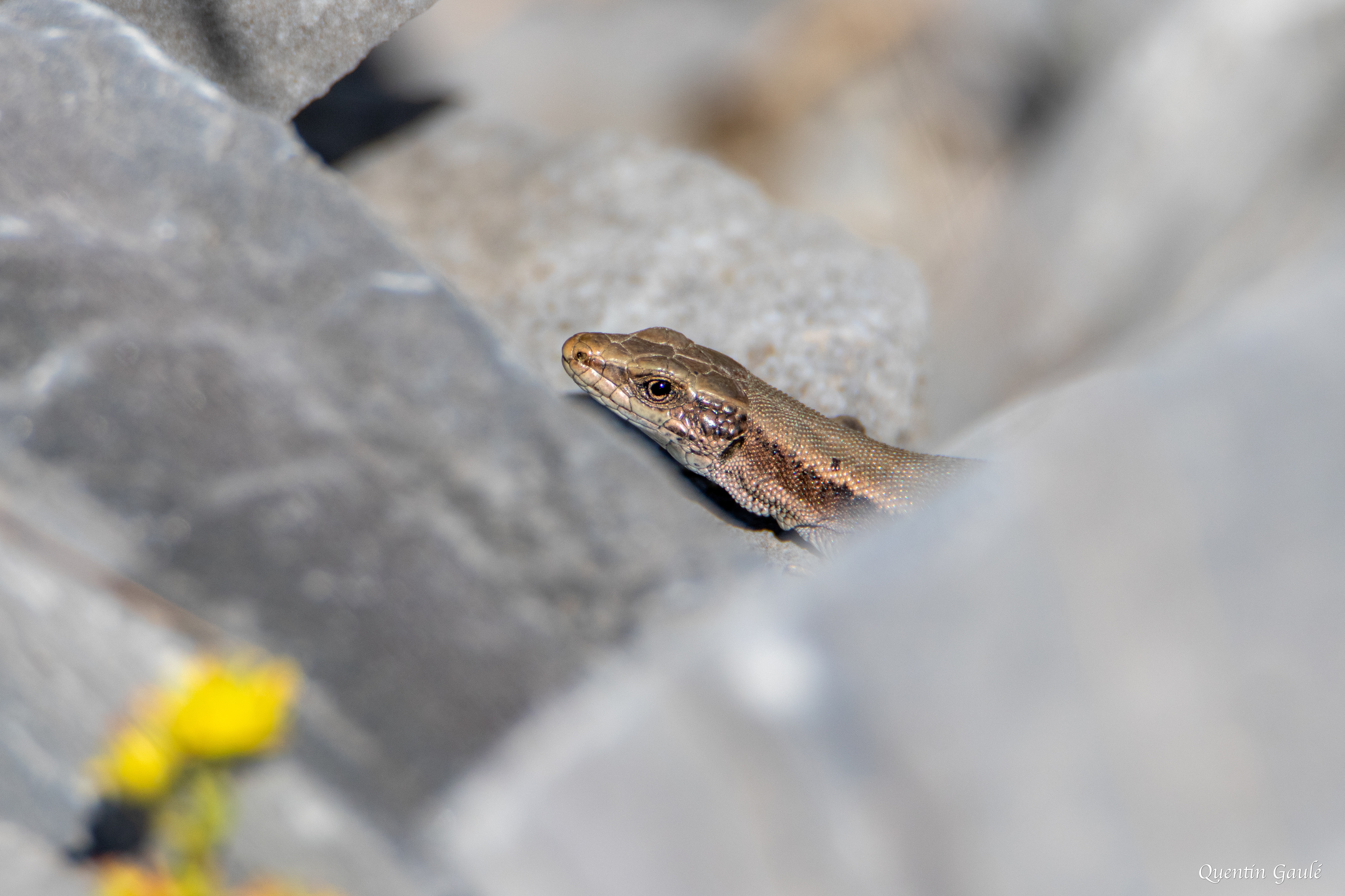 Lézard de Bonnal (Iberolacerta bonnali) - Gourette, Eaux-Bonnes, Pyrénées-Atlantiques (64)