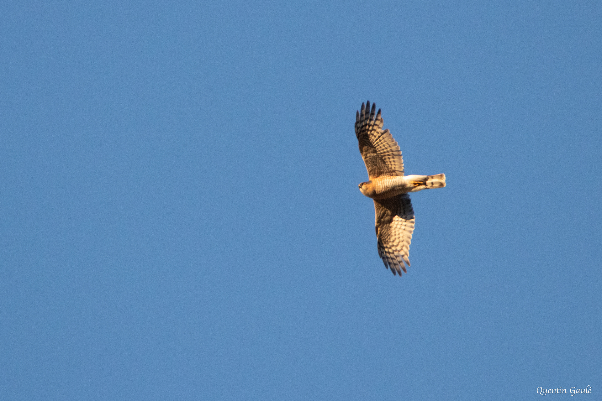Épervier d'Europe (Accipiter nisus) - Besançon, Doubs (25)
