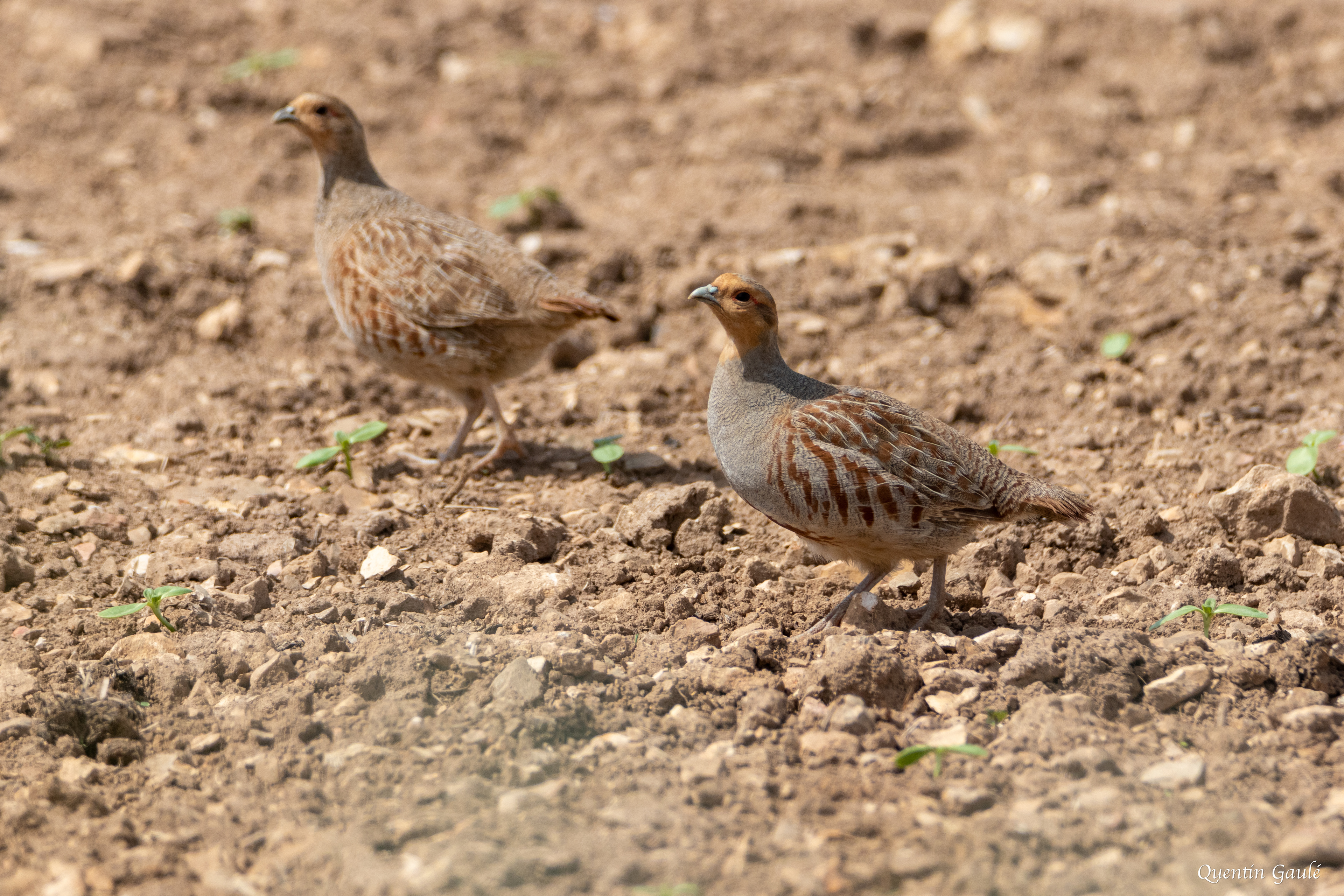 Perdrix grise (Perdix perdix) - Lizant, Charente (16)