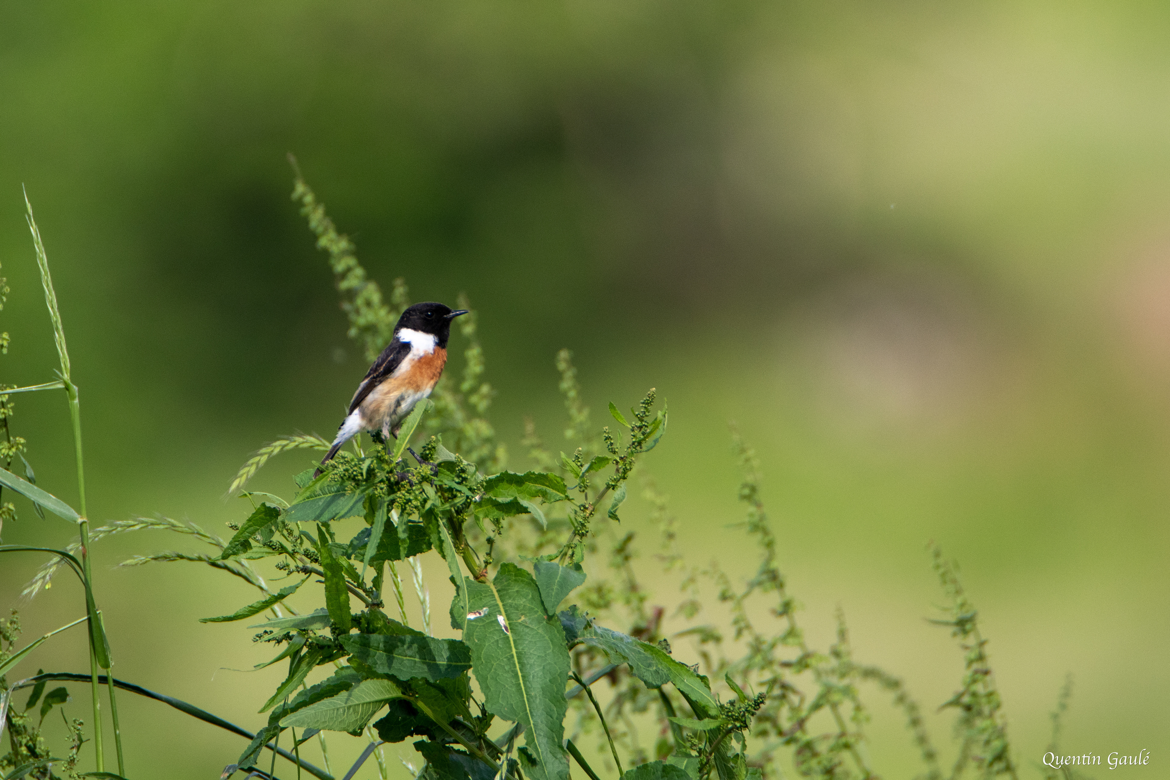 Tarier pâtre (Saxicola rubicola) - Saint-Colome (64)
