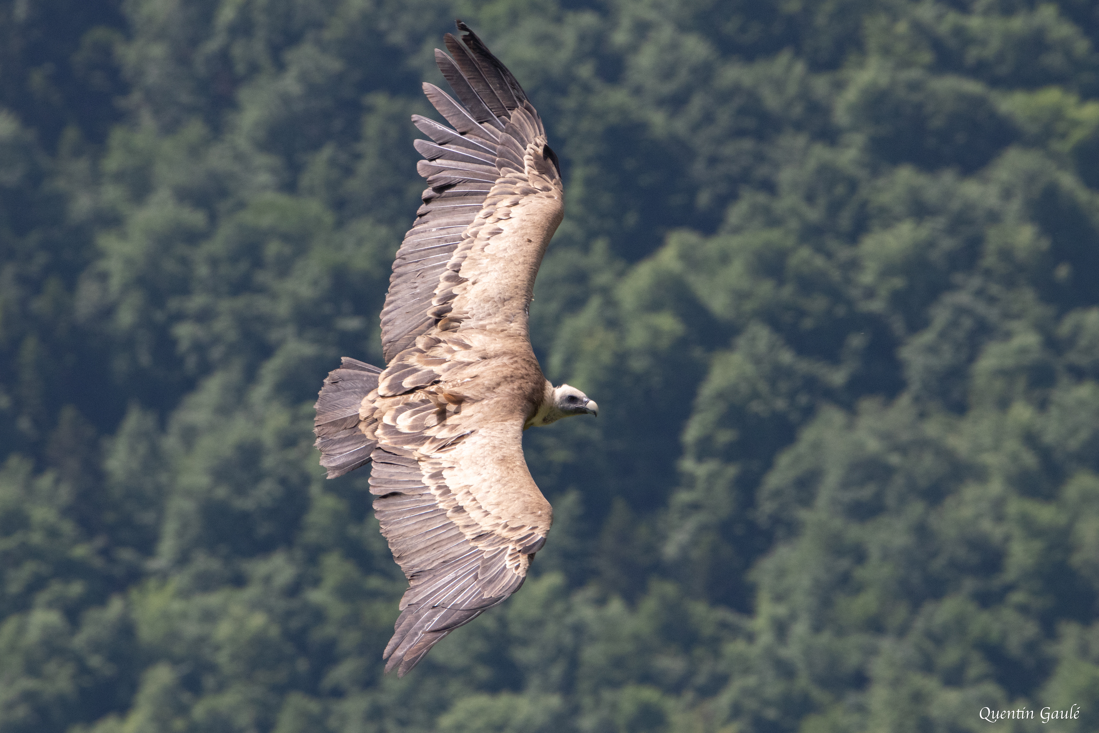 Vautour fauve (Gyps fulvus) - Gourette, Eaux-Bonnes, Pyrénées-Atlantiques (64)
