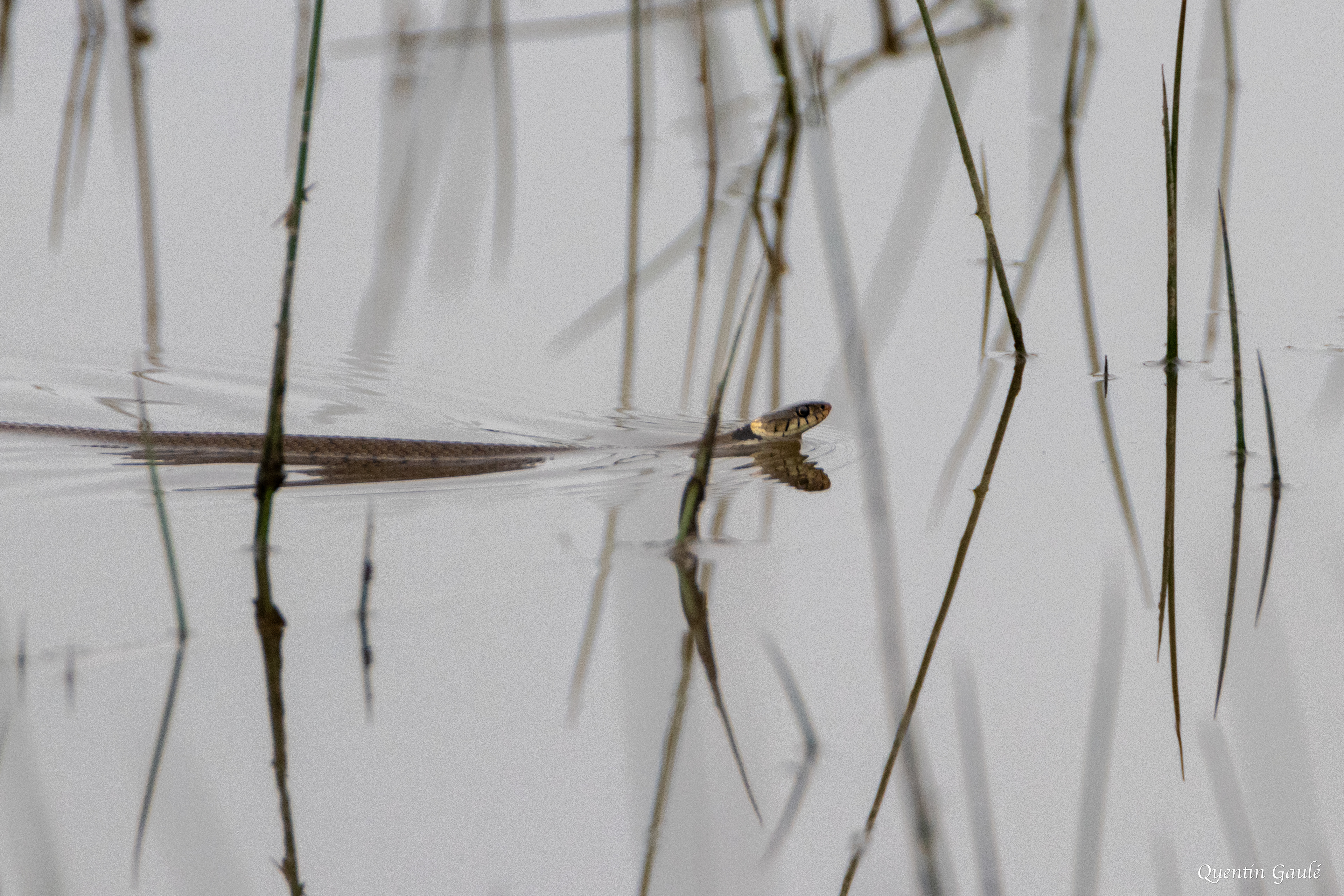 Couleuvre helvétique (Natrix helvetica) - Étang de Malzoné, Millançay, Loir-et-Cher (41)