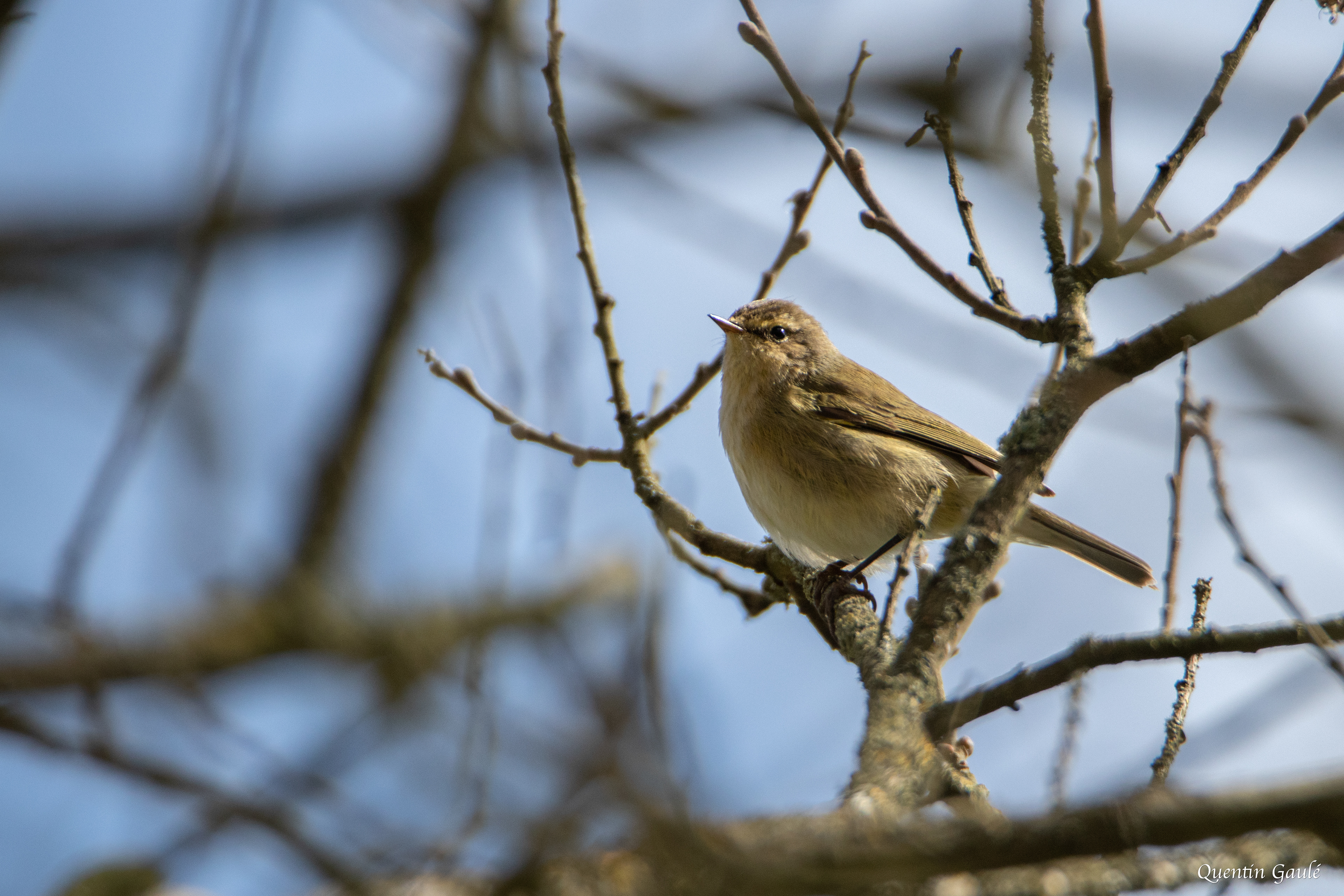 Pouillot véloce (Phylloscopus collybita) - Réserve Naturelle Nationale de l'Étang de la Horre (10)