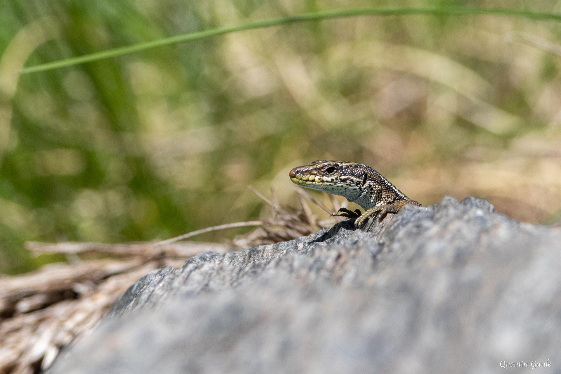 Lézard d'Aurelio (Iberolacerta aurelioi) - Cirque glaciaire de Soulcem, Auzat, Ariège (09)