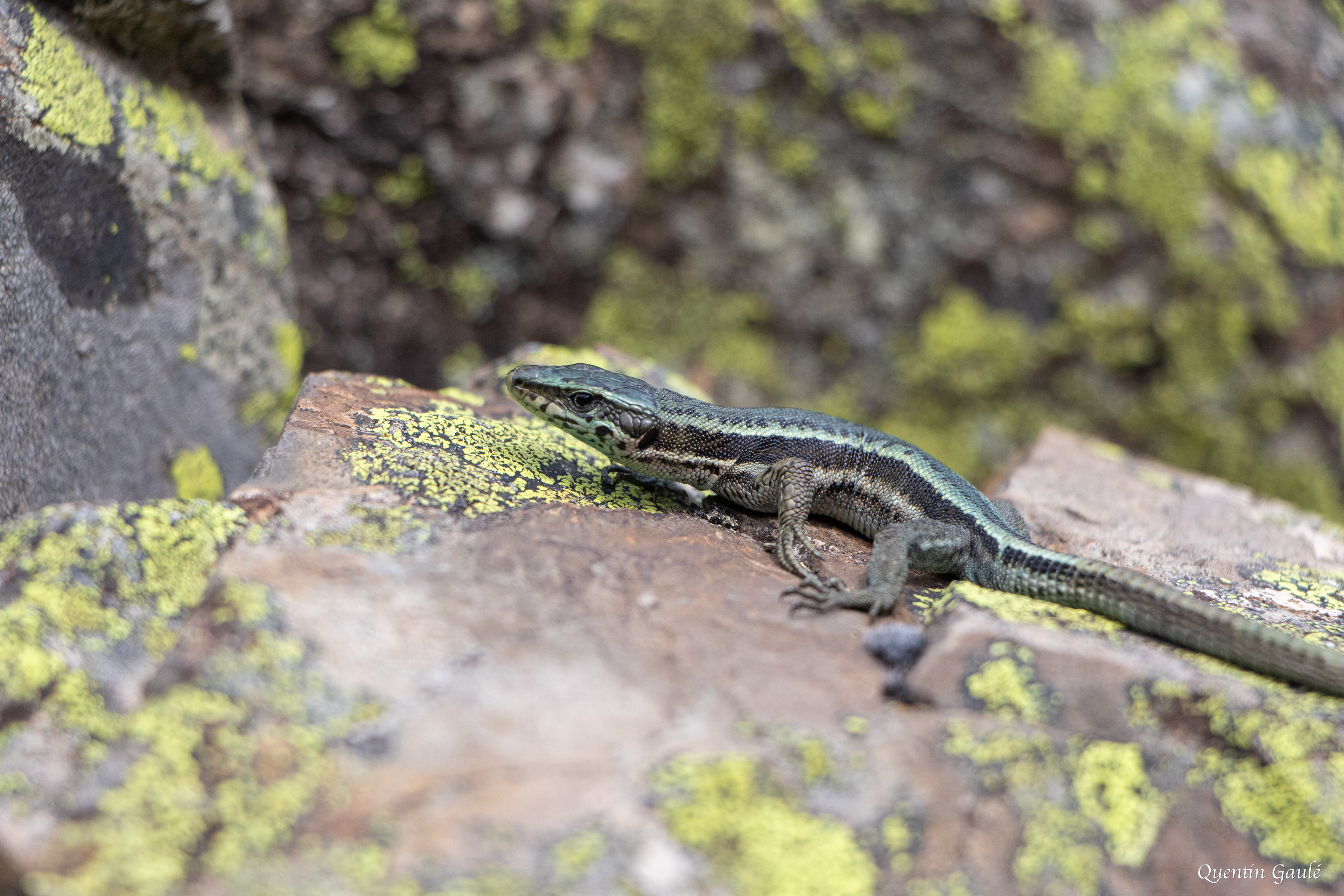 Lézard du Val d'Aran (berolacerta aranica) - Étang d'Eychelle, Bethmale, Ariège (09)