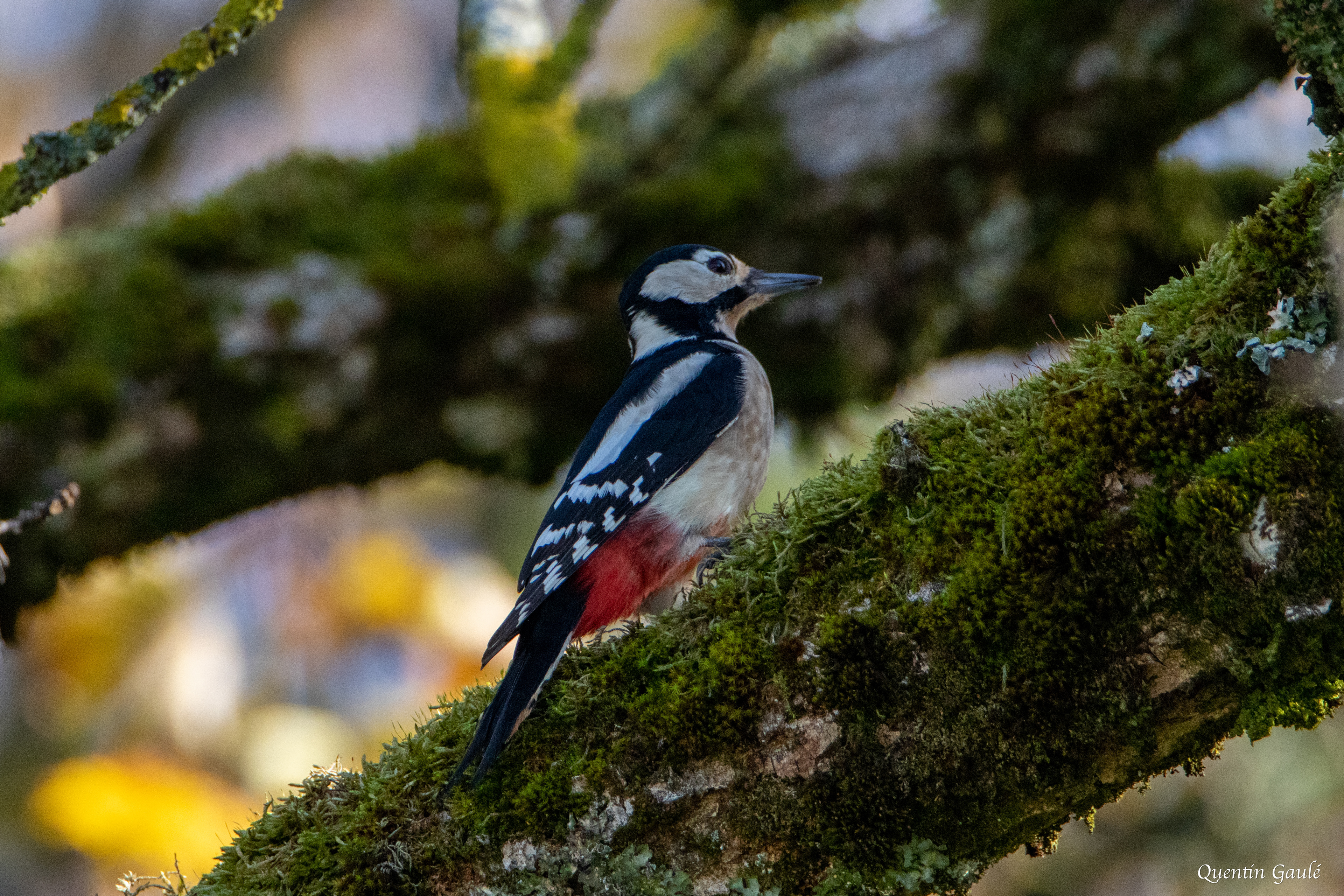 Pic épeiche (Dendrocopos major) - Langres, Haute-Marne (52)