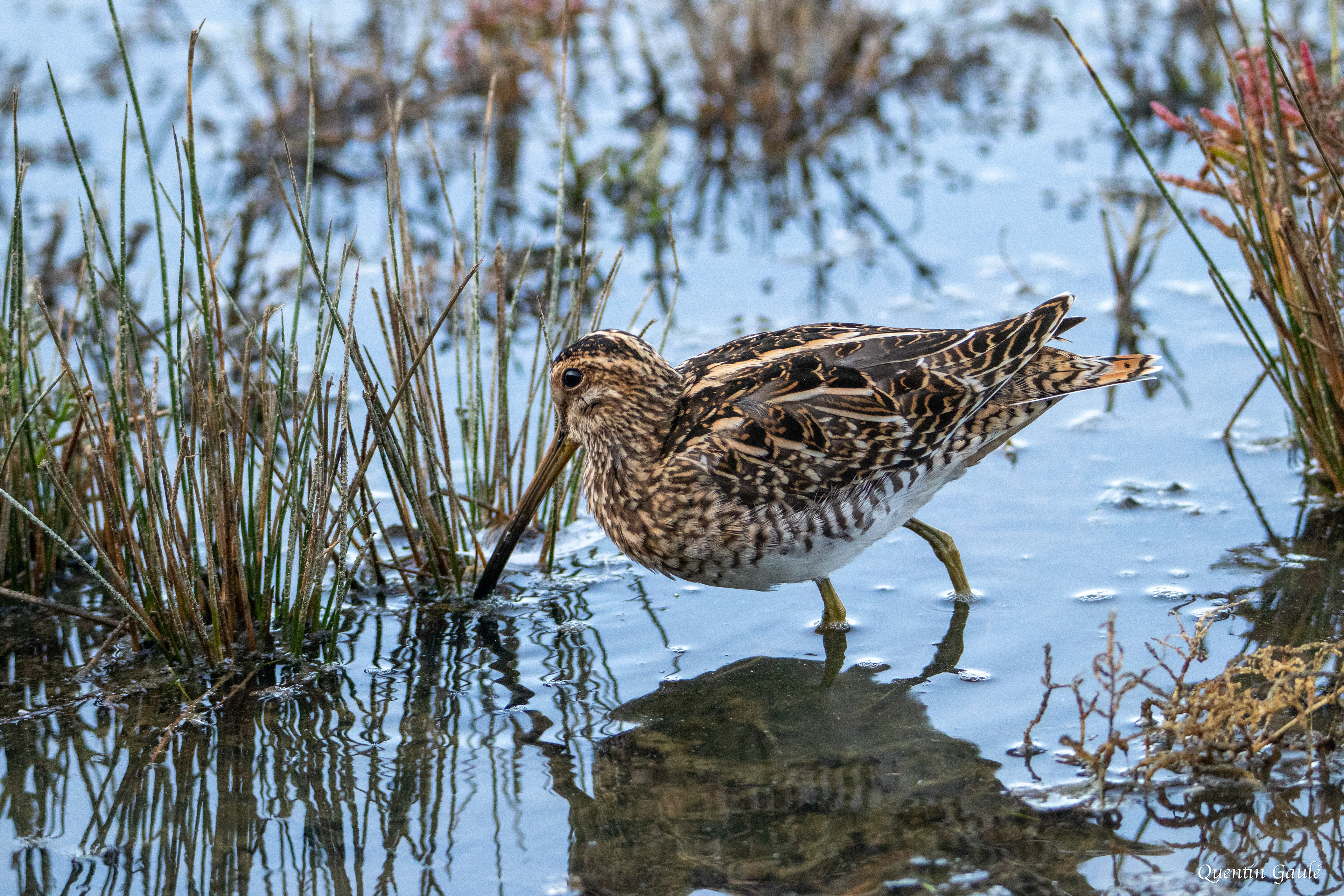 Bécassine des marais (Gallinago gallinago) - Réserve ornithologique du Teich (33)