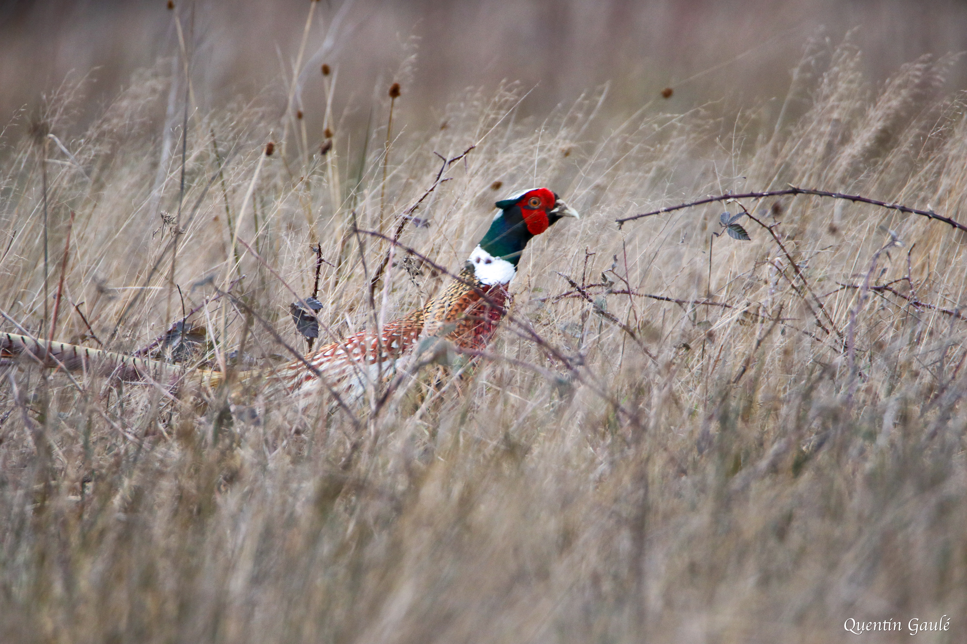 Faisan de Colchide (Phasianus colchicus) - La Ferté-Imbault, Loir-et-Cher (41)